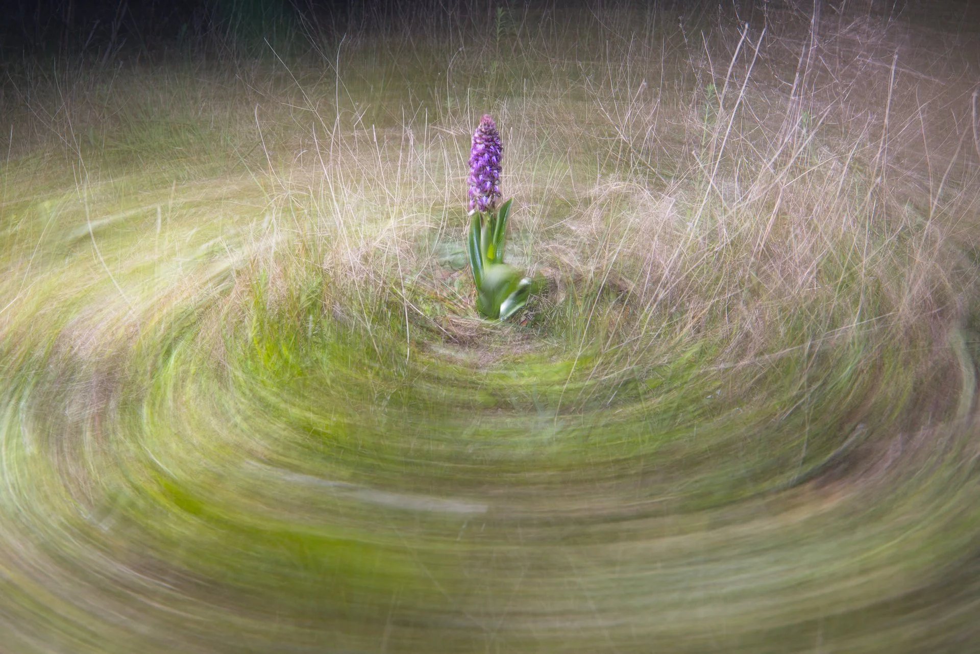 ORQUIDEA - Tomeu Santandreu - 3r premi Flora