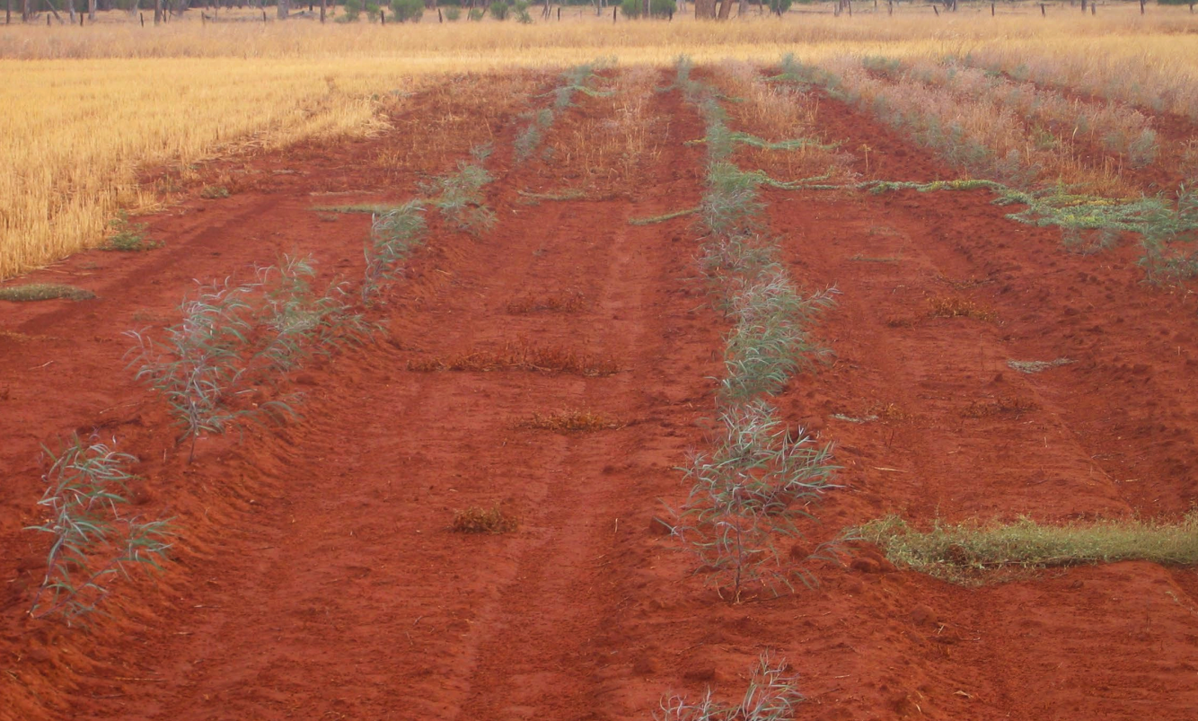 5 month old trees benefitting from the tilth created by the mound ploughs. 
Image from “Carbon on Country” presentation, Department of Climate Change, Energy, the Environment and Water (NSW Government), 2023.