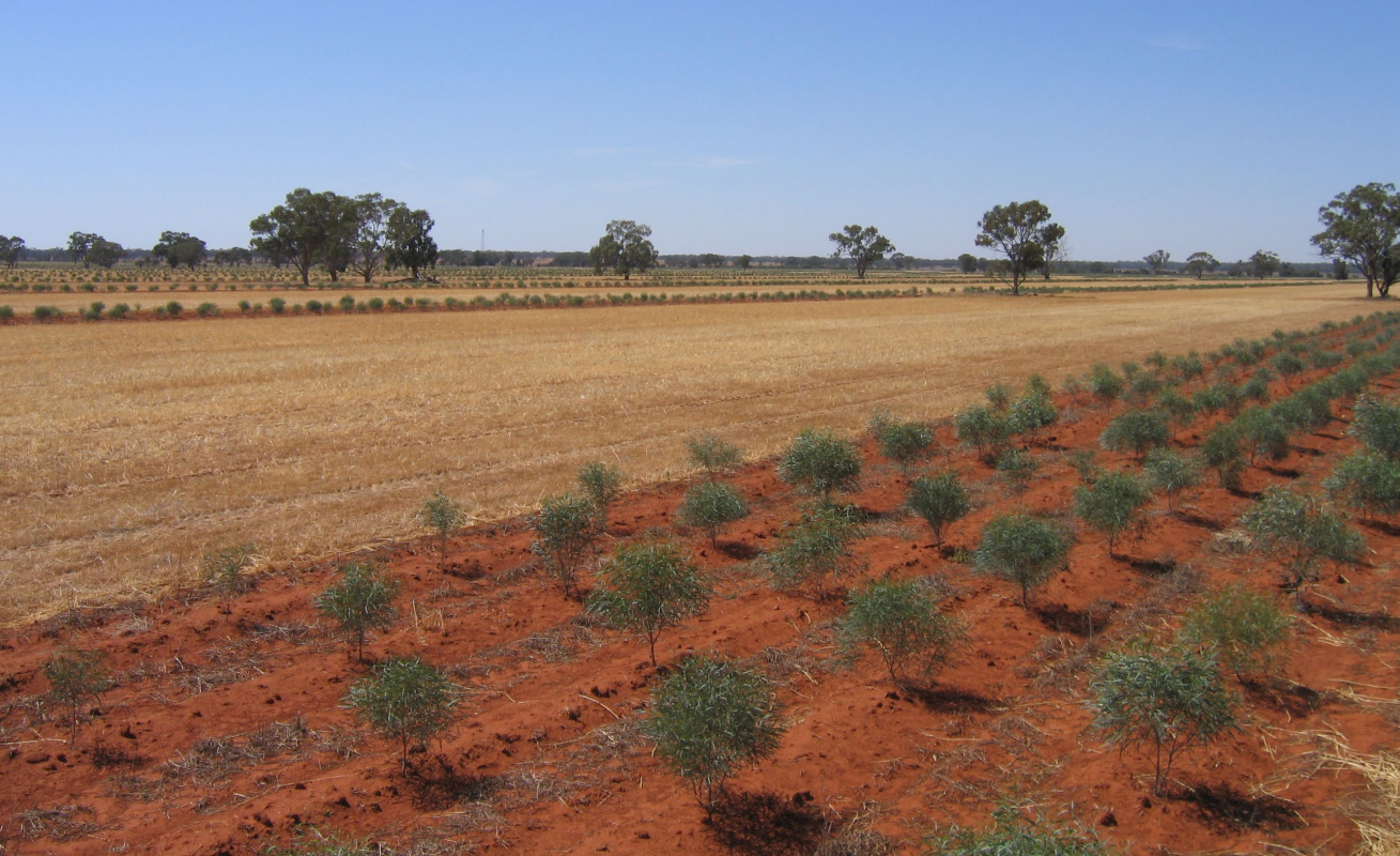 15 month old trees establishing on a site prepared with deep ripping and mounding in central NSW.
Image from “Carbon on Country” presentation, Department of Climate Change, Energy, the Environment and Water (NSW Government), 2023.