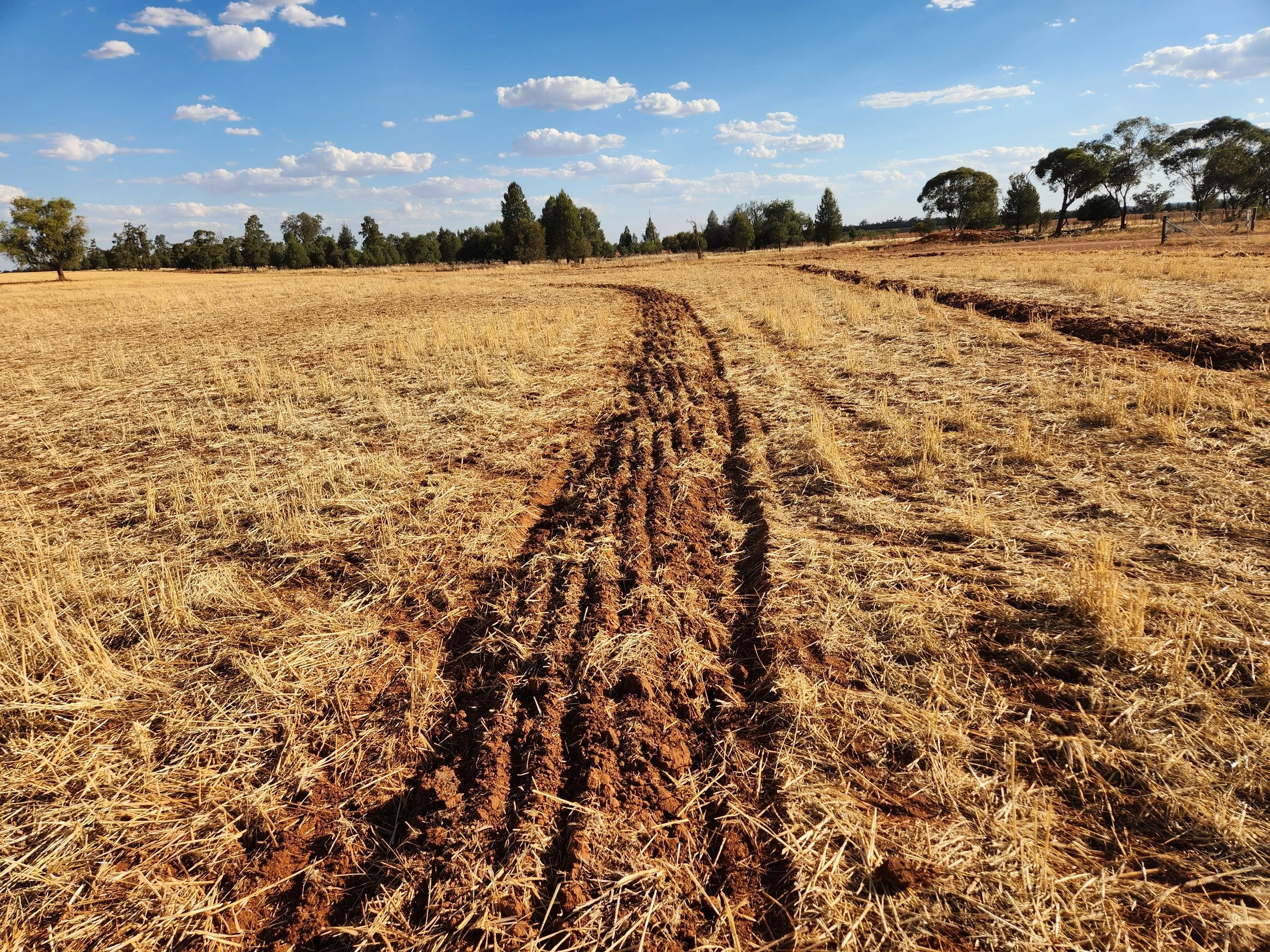 Sites can be ripped, mounded and rolled in a single pass to improve efficiency and suit conditions