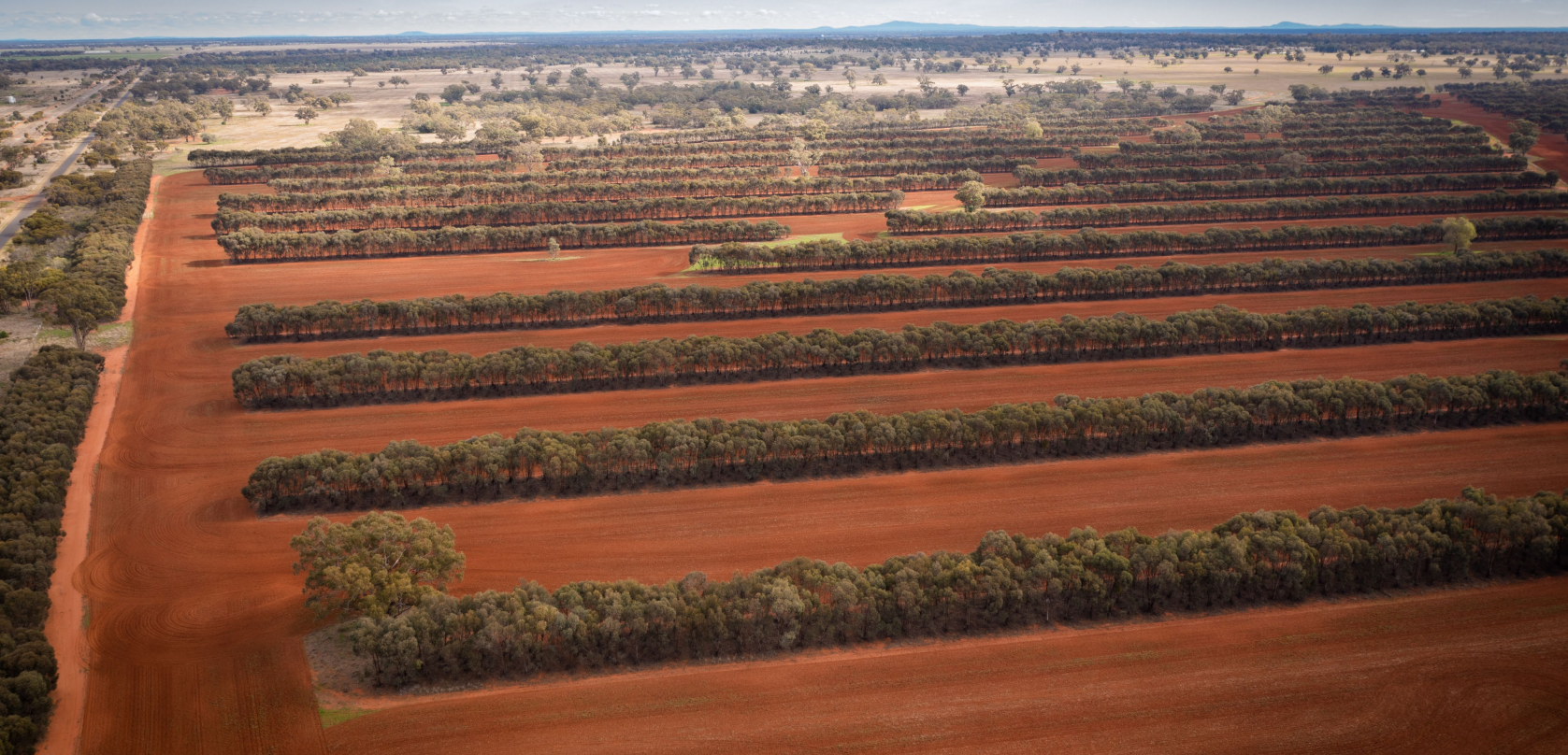 Example of an established project.
Image from “Carbon on Country” presentation, Department of Climate Change, Energy, the Environment and Water (NSW Government), 2023.