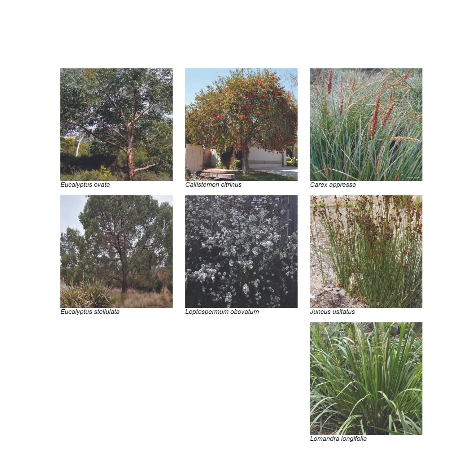 Water+flow+planting.jpg