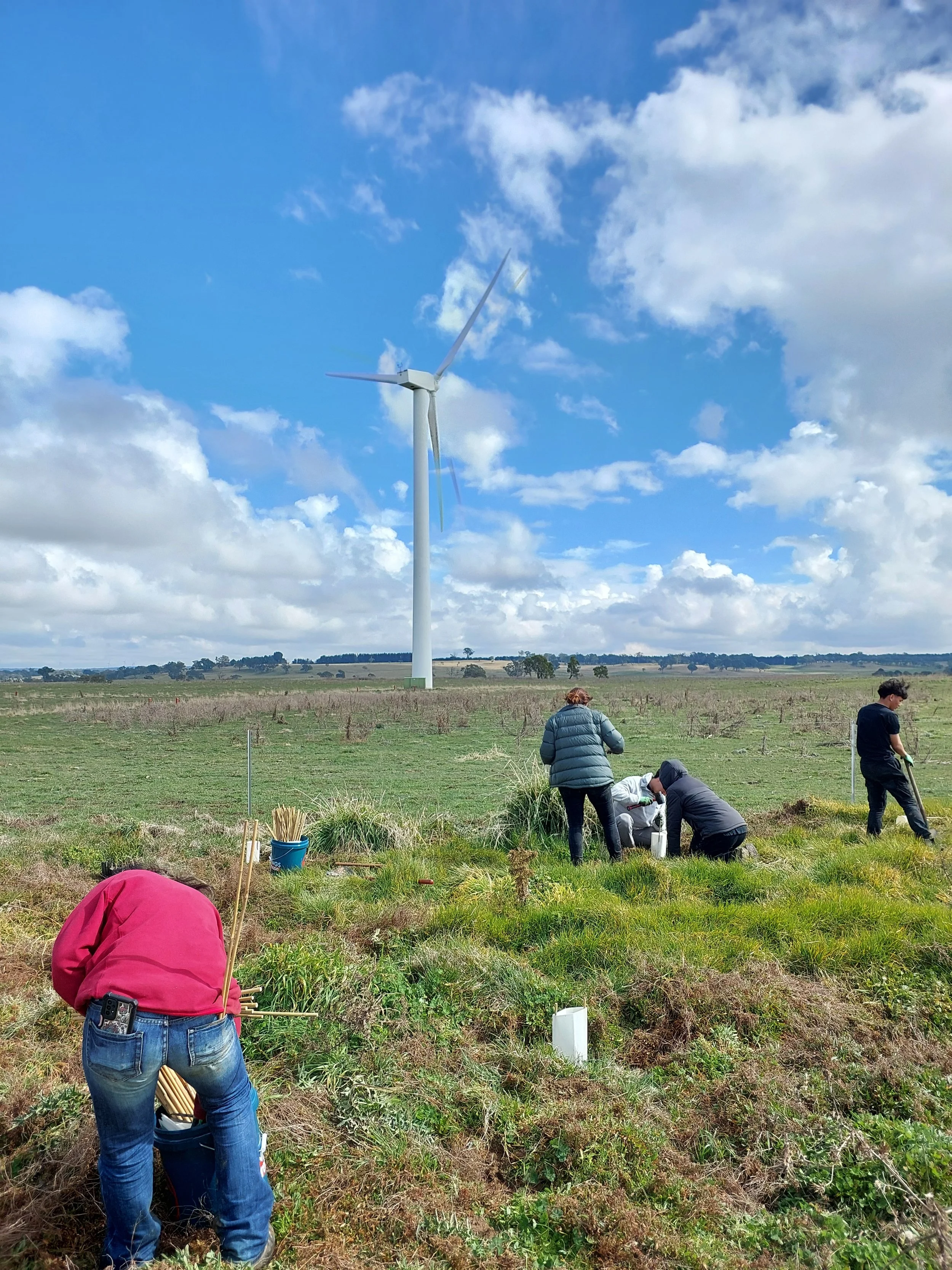 How to plant a windbreak