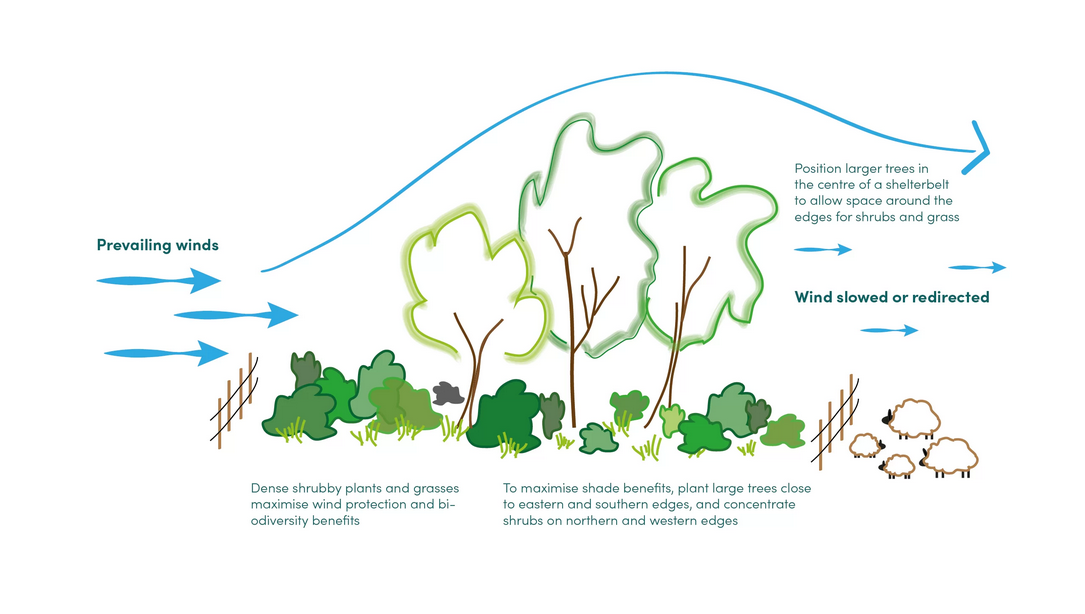 Windbreak diagram for garden and farm planning