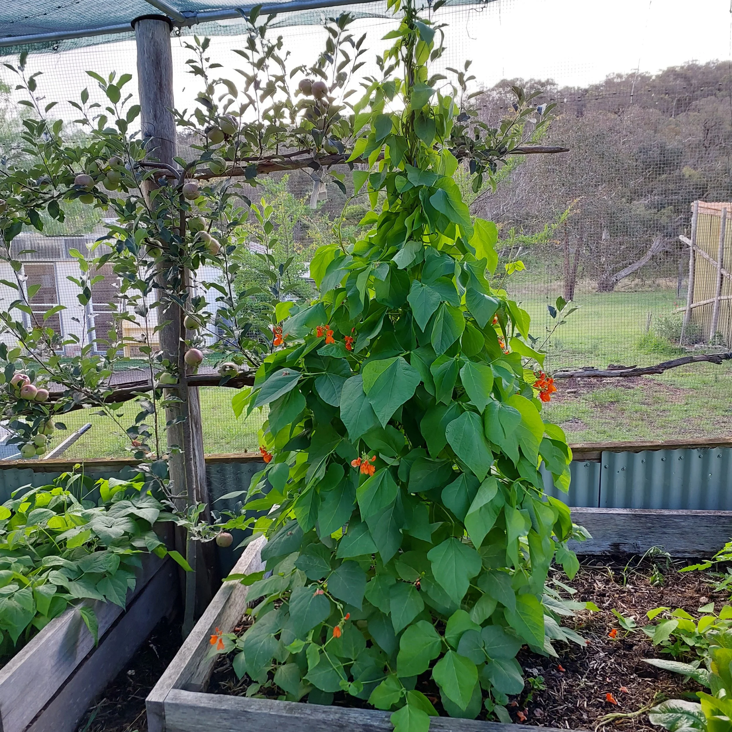 The fully enclosed kitchen garden combines productivity with protection, creating a secure, thriving microclimate for year-round food production.