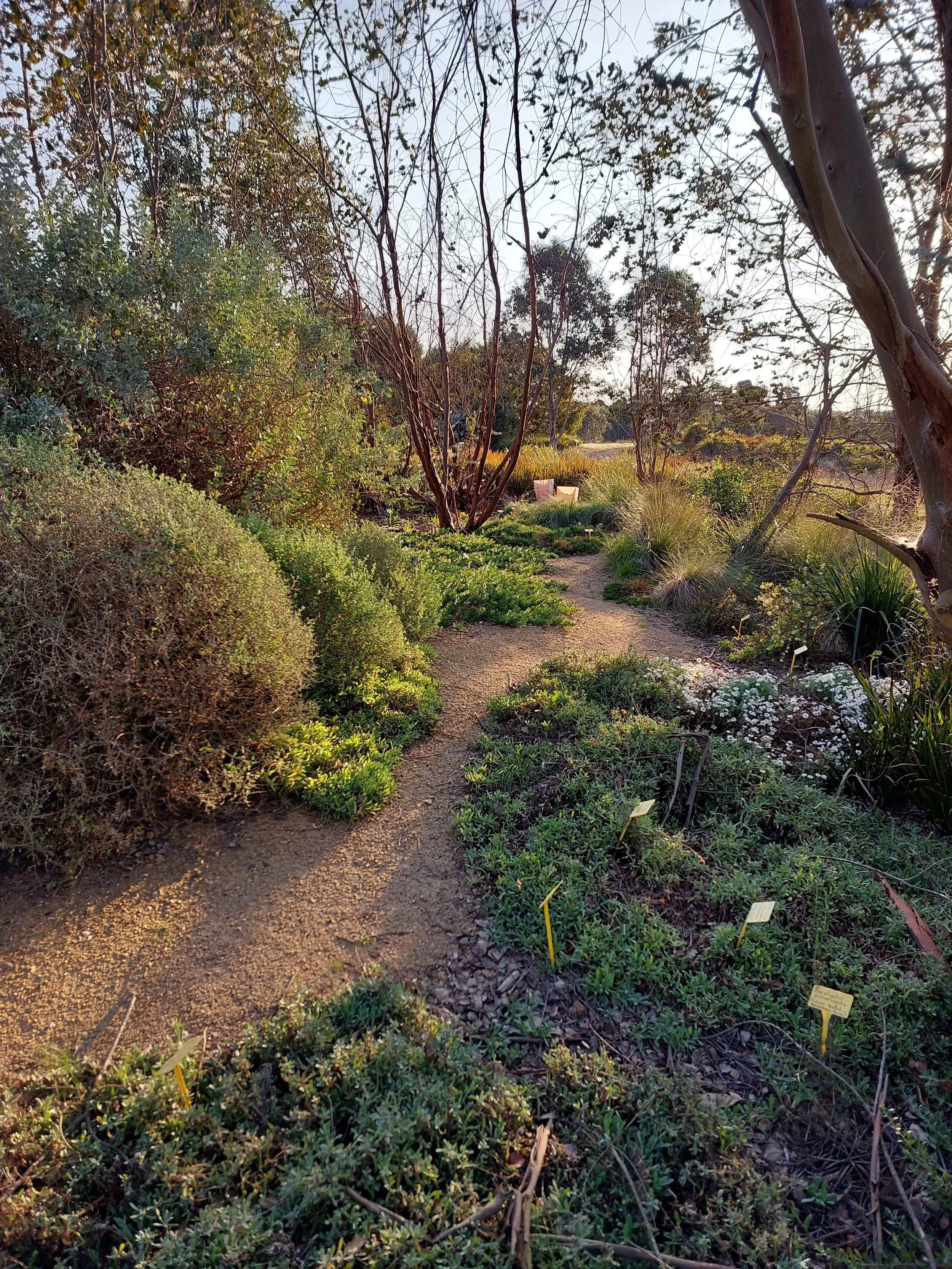 Woodland garden at the Goulburn Wetlands