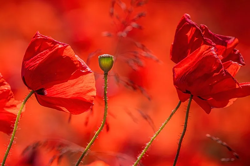 Red.jpg