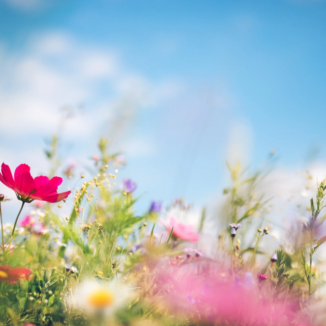meadow.jpeg
