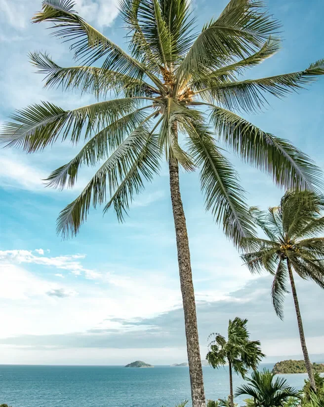 elandra-resort-ocean-views-palm-tree-656x825.jpg.webp