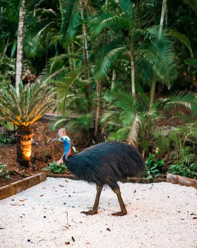 elandra-resort-wild-life-cassowary-656x825.jpg.webp