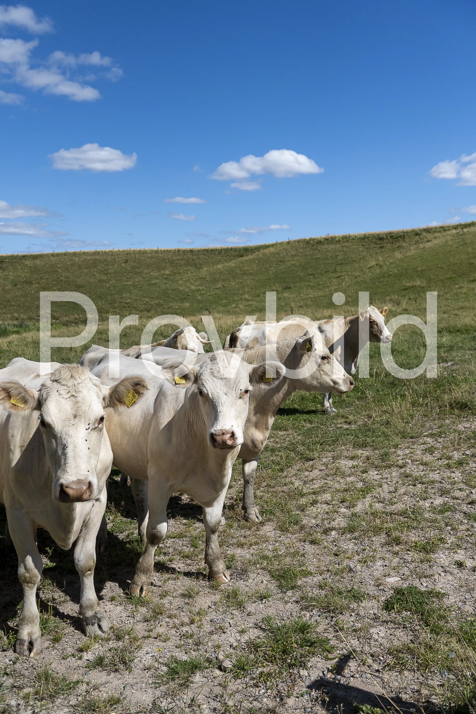 GitzCreative_KristinViktorssson_DSC_9563.jpg