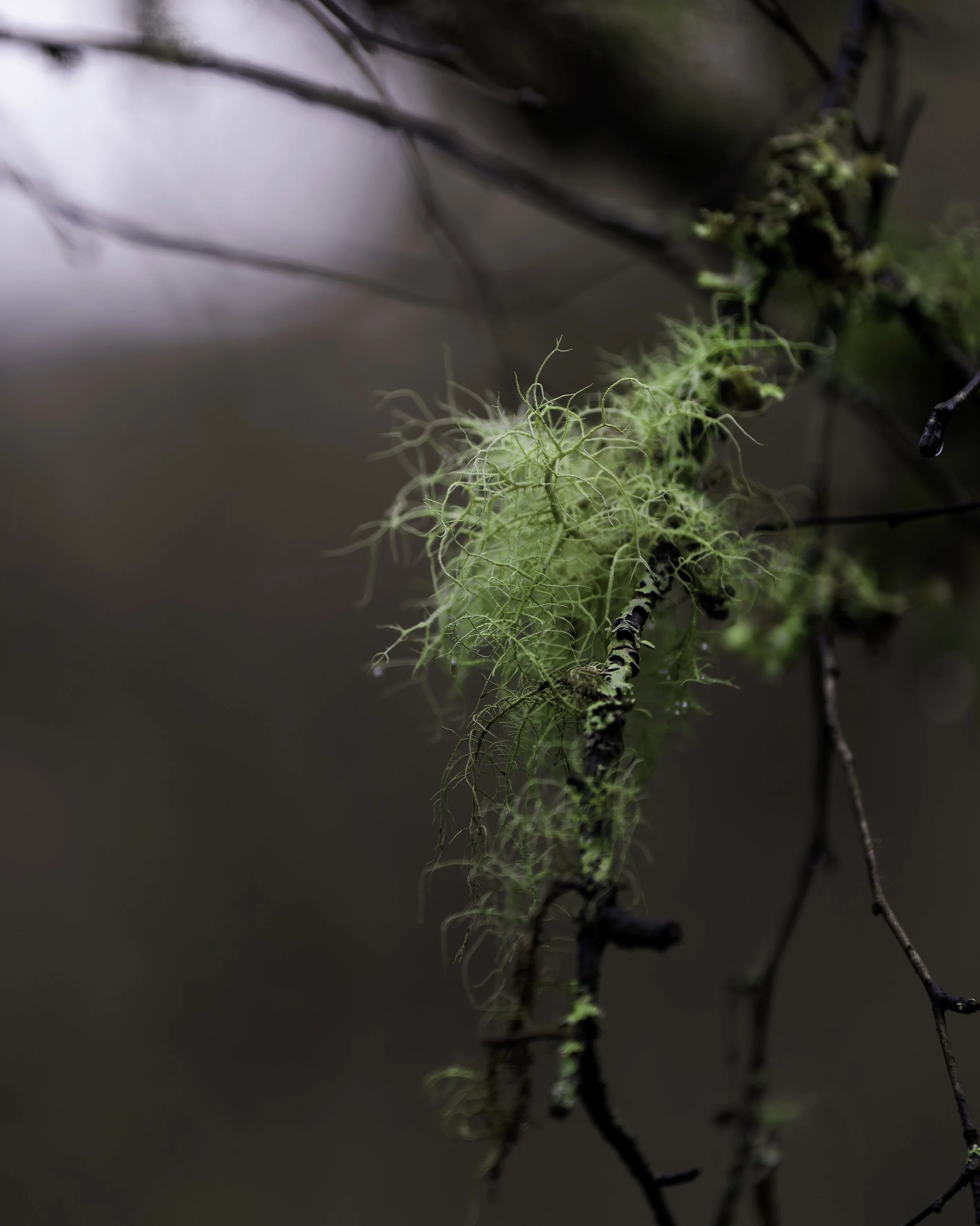Temperate - Celtic Rainforest Lichen