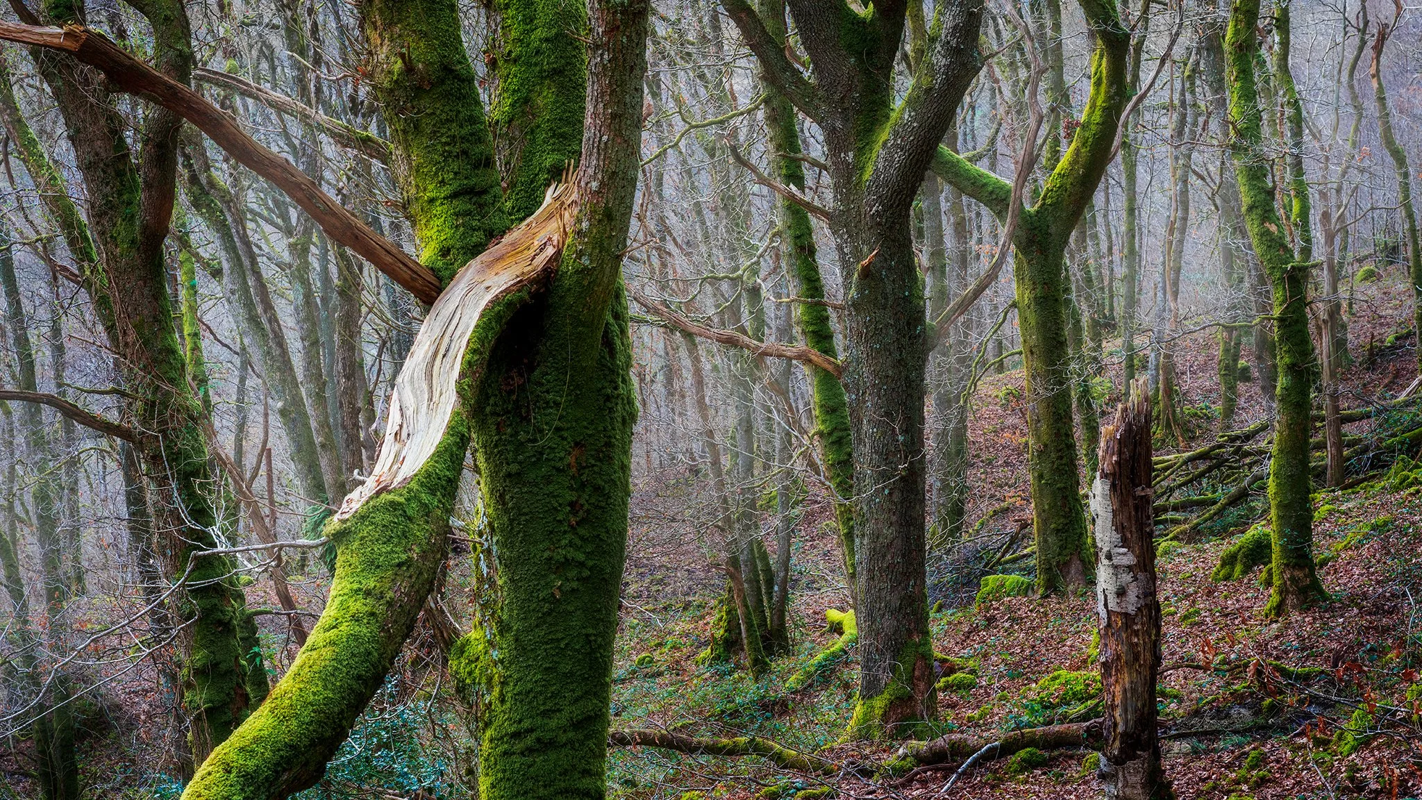 Celtic Rainforest, Decaying Trees