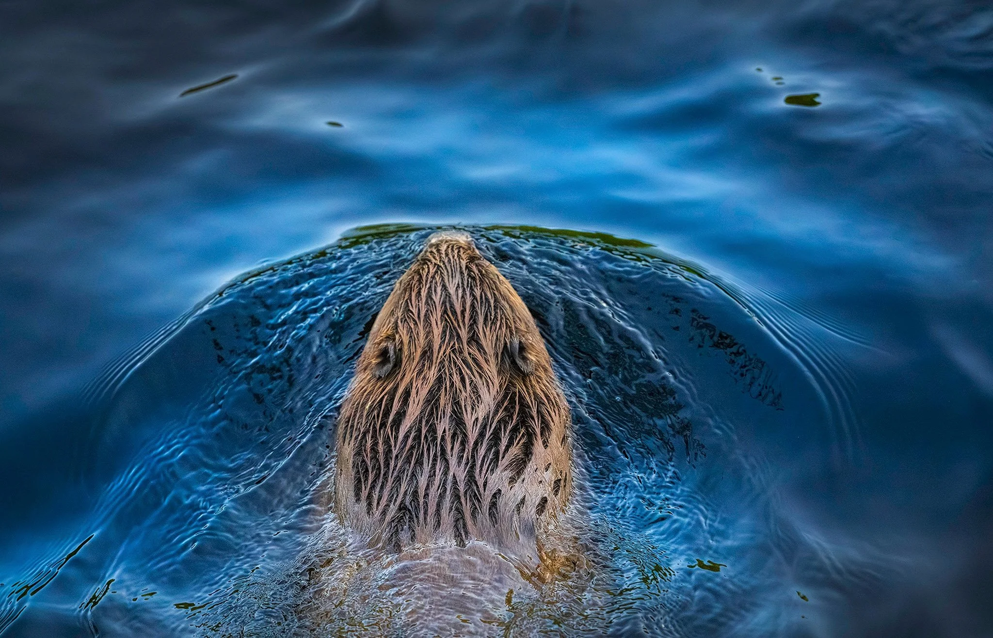 Eurasian Beaver - Castor Fiber