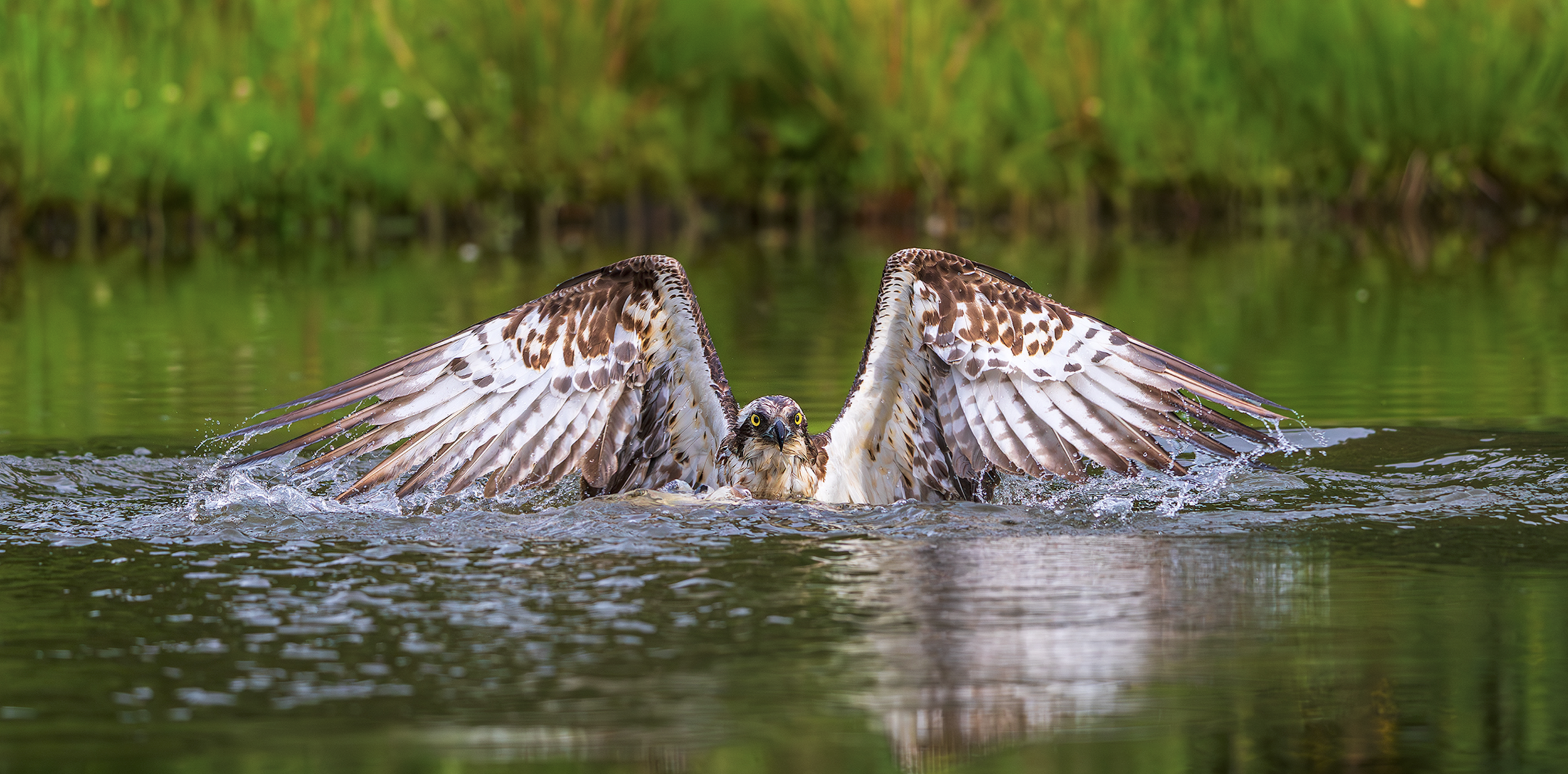 Osprey-takes control of the fish