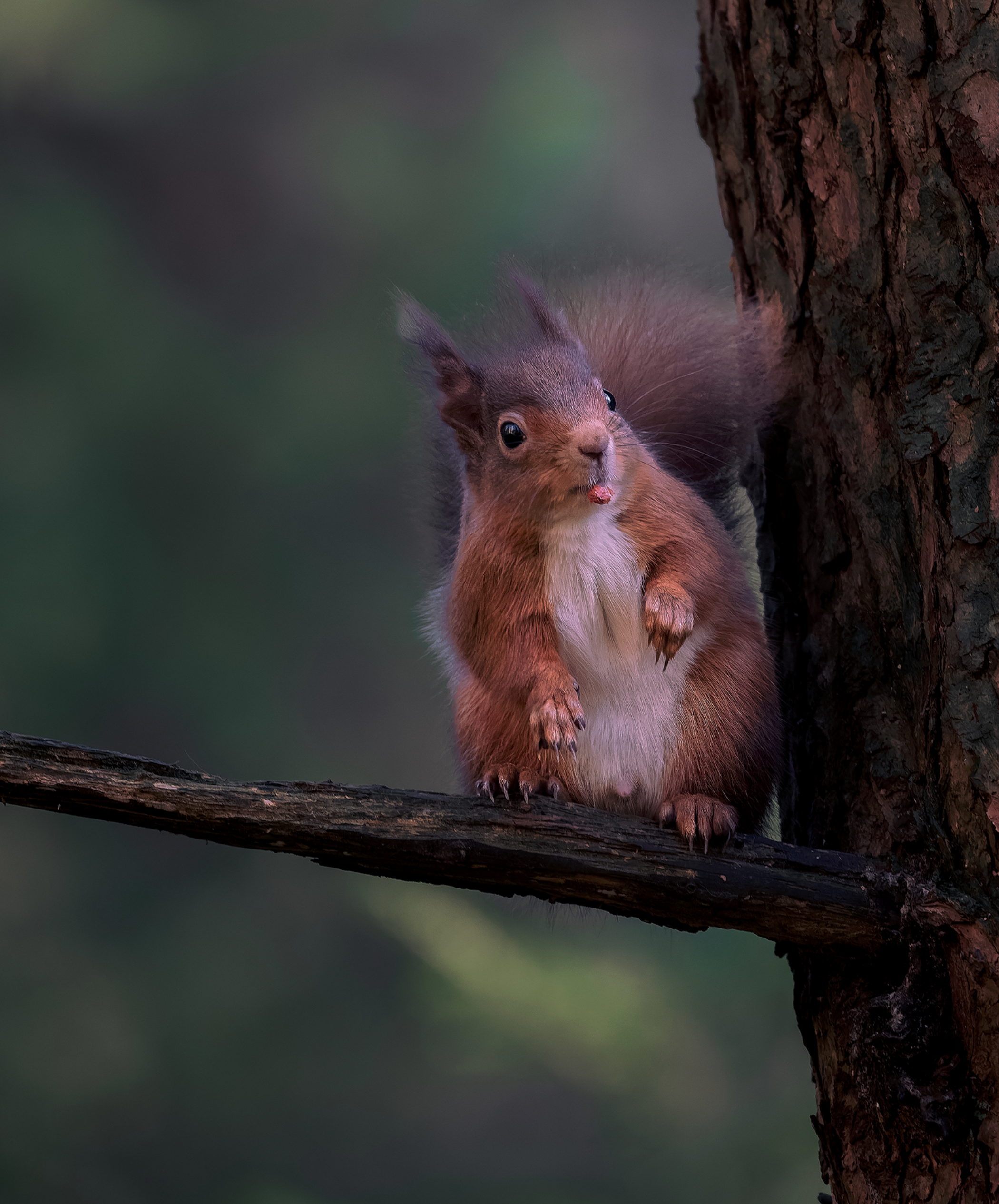 Red Squirrel listening attentively