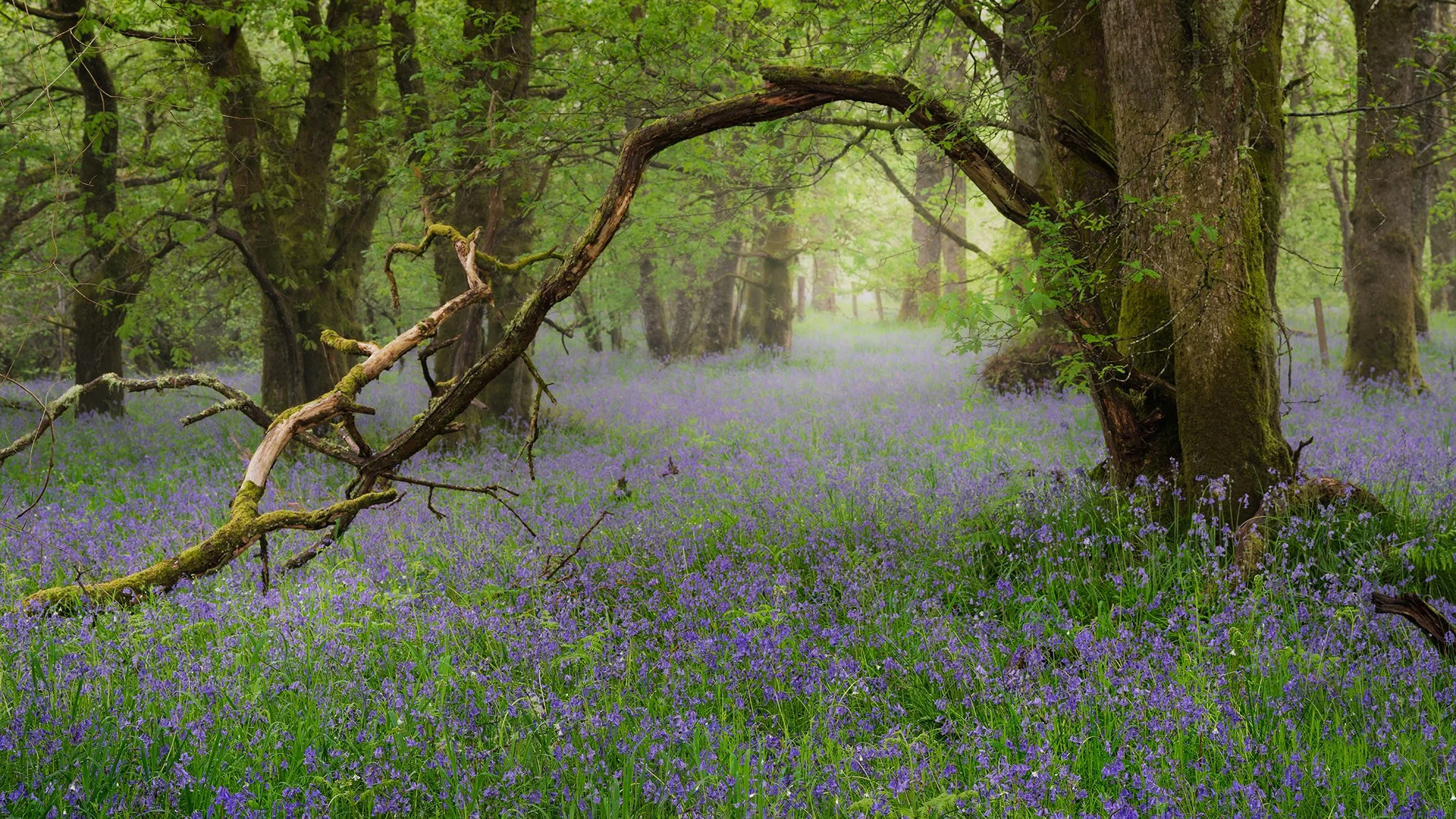 A Bluebell Glade