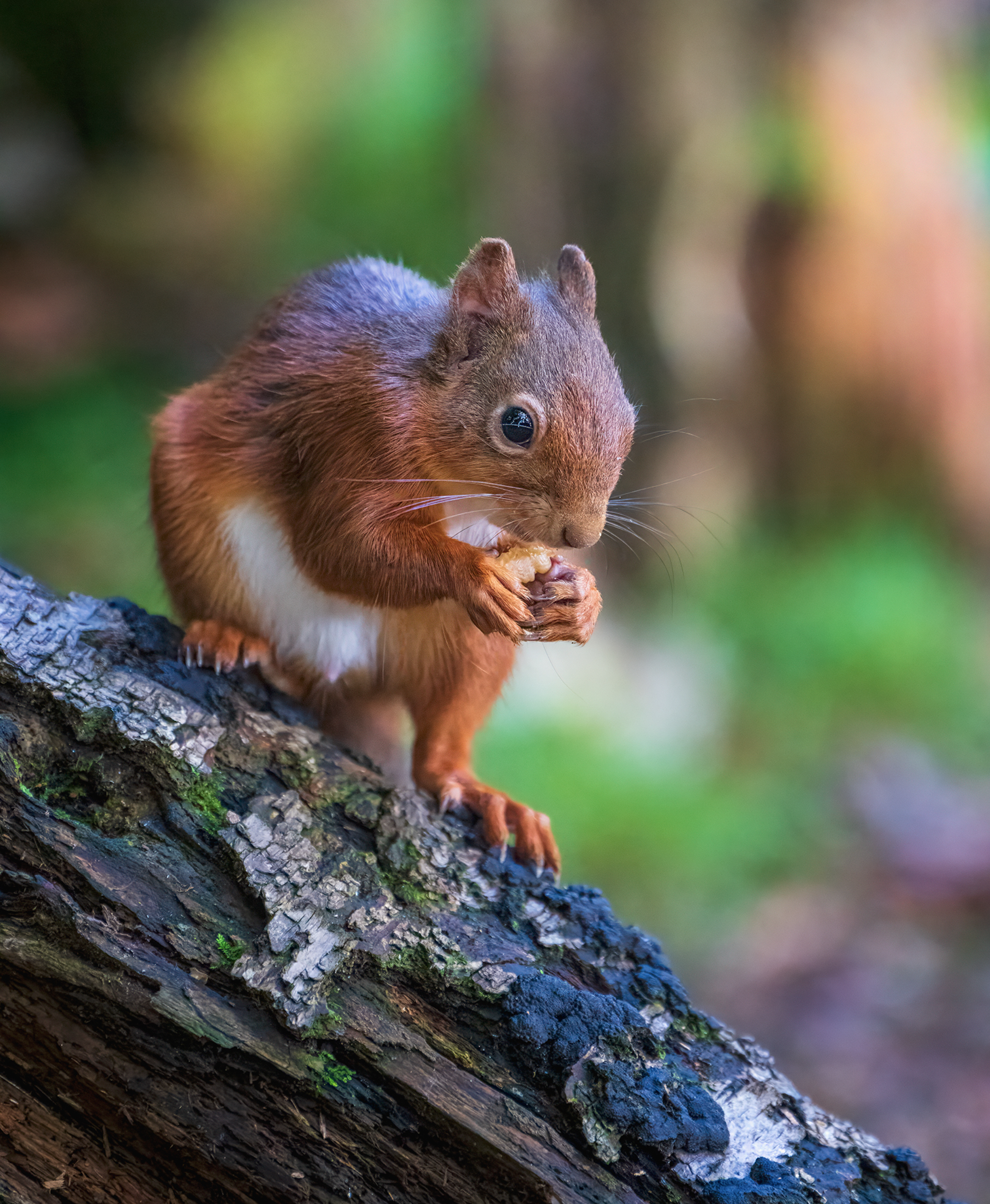 Red Squirrel in Scotland's Atlantic Rainforest