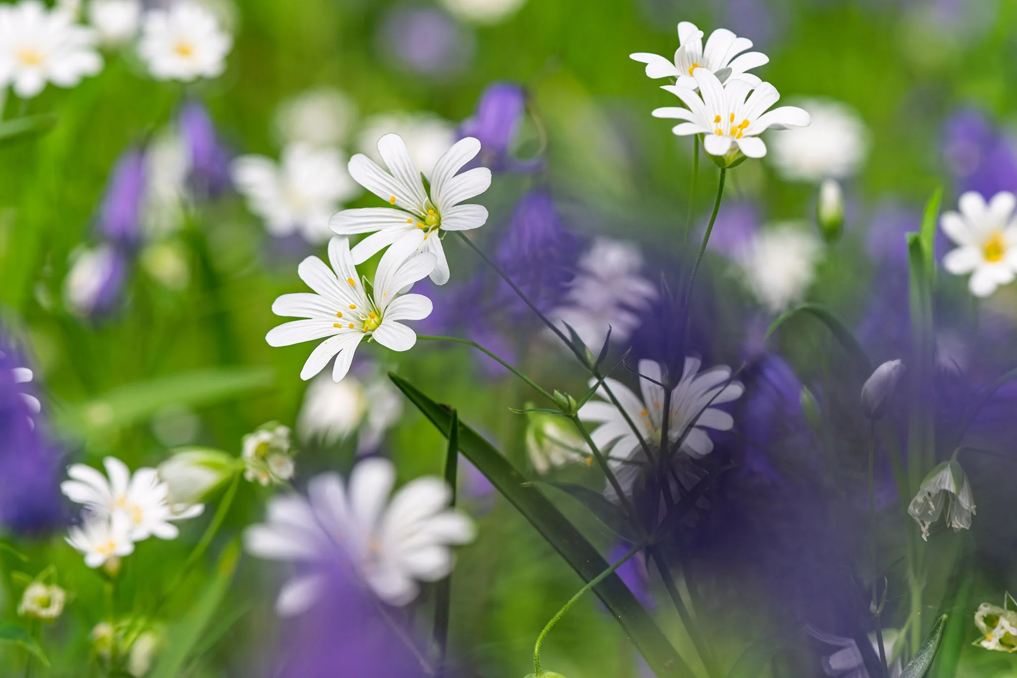 SAR - below the canopy