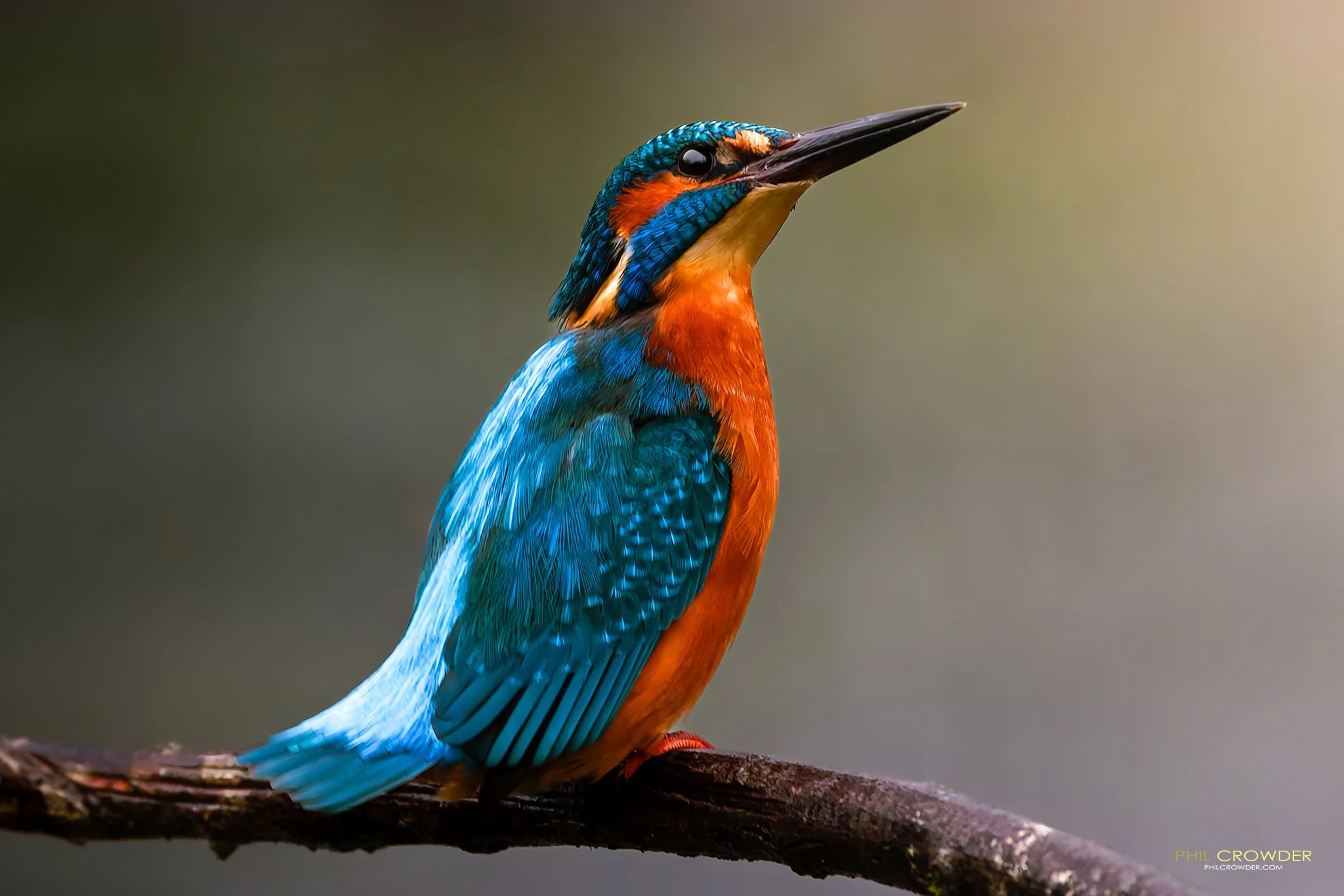Kingfisher in The Trossachs