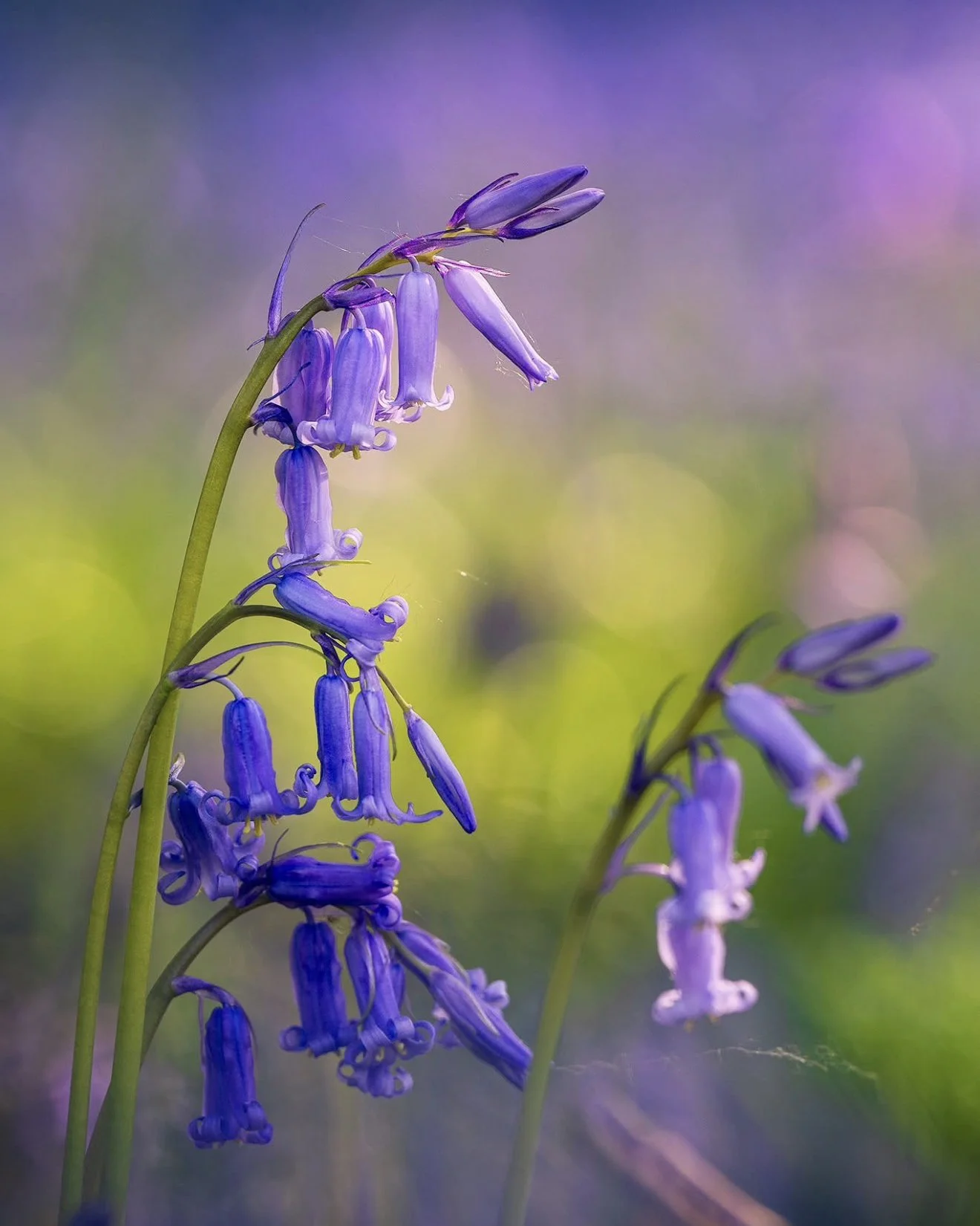 Close-Up Photography