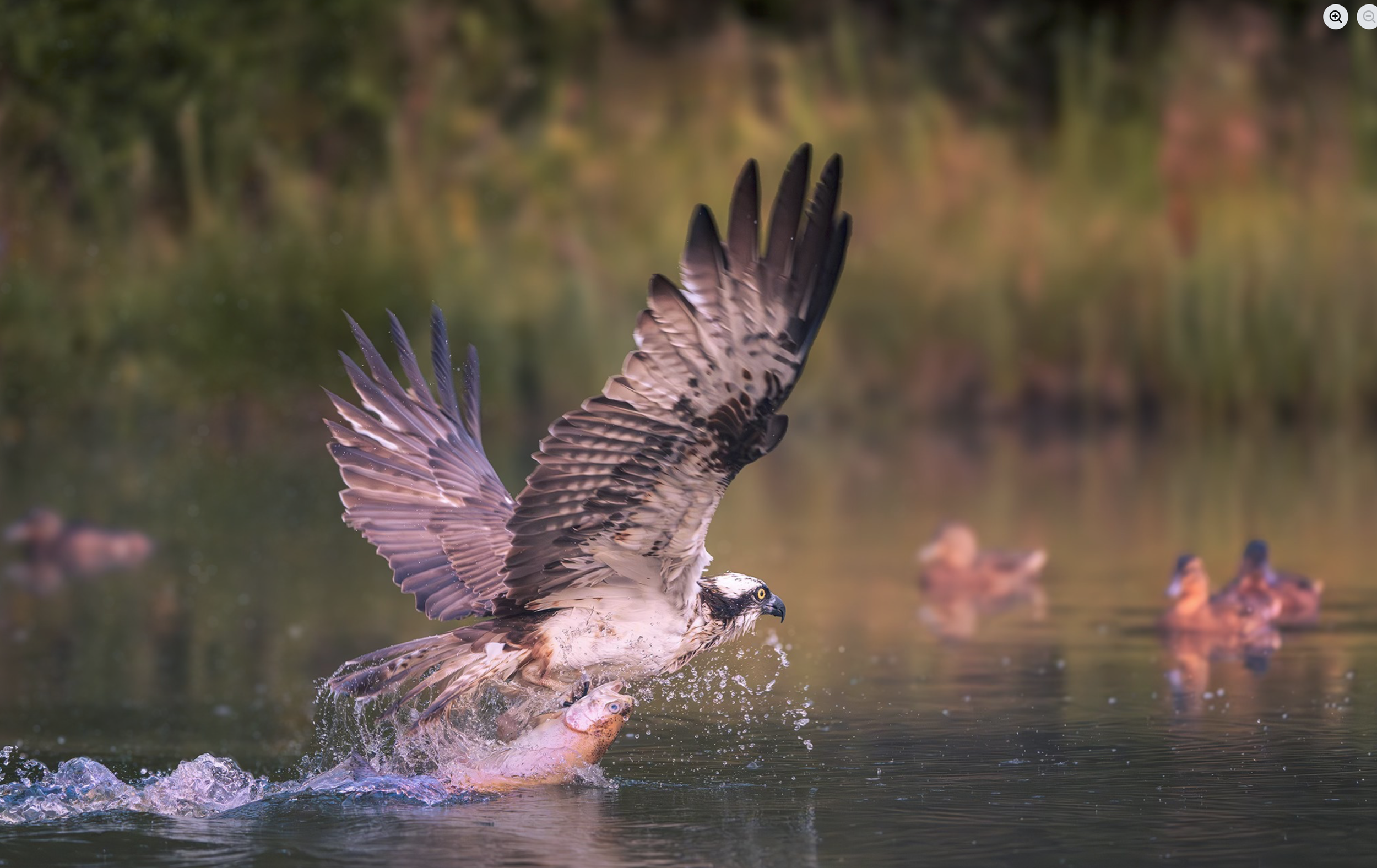 Osprey a seasonal visitor March-September