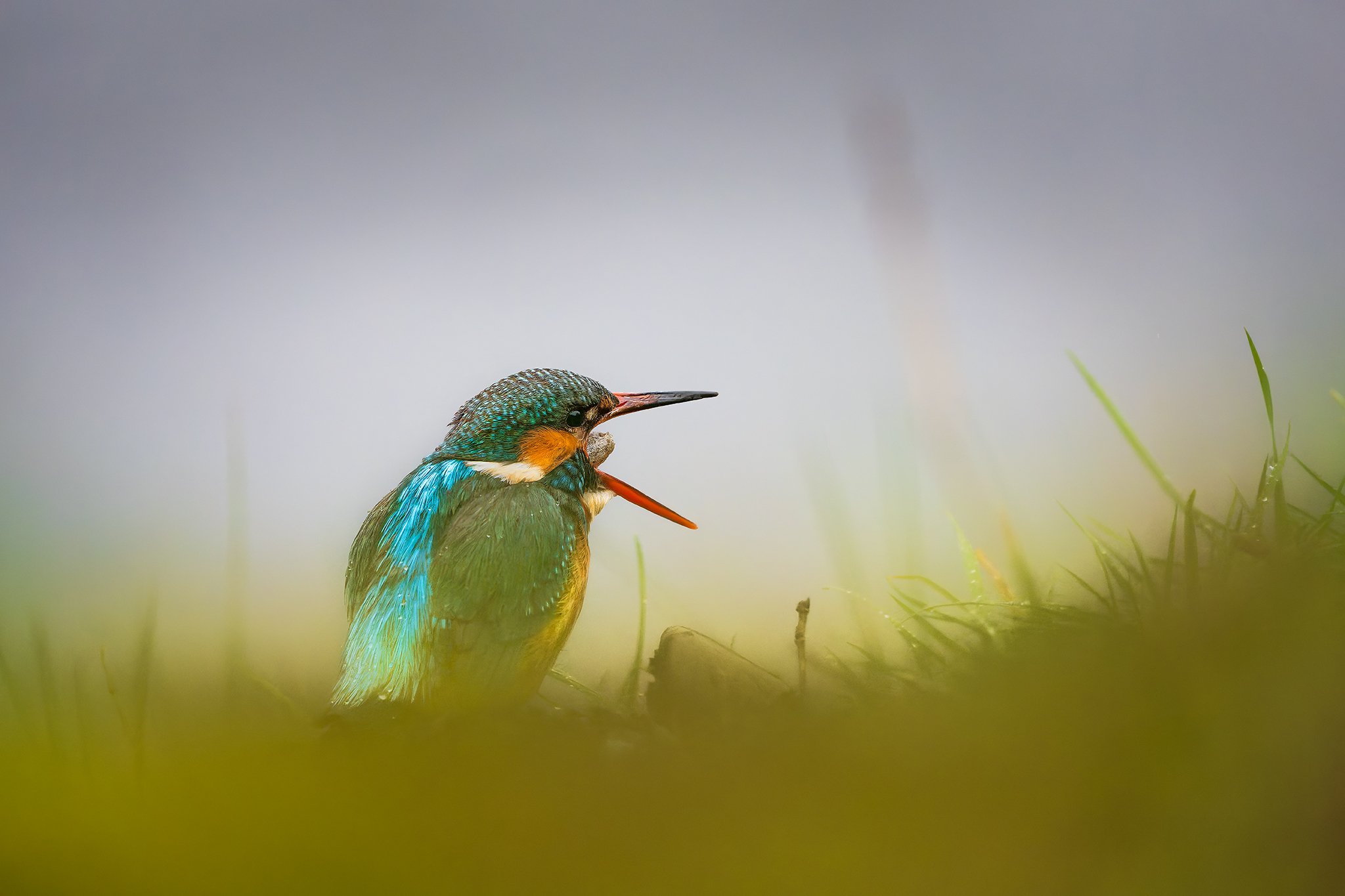 Kingfisher regurgitating a fish pellet