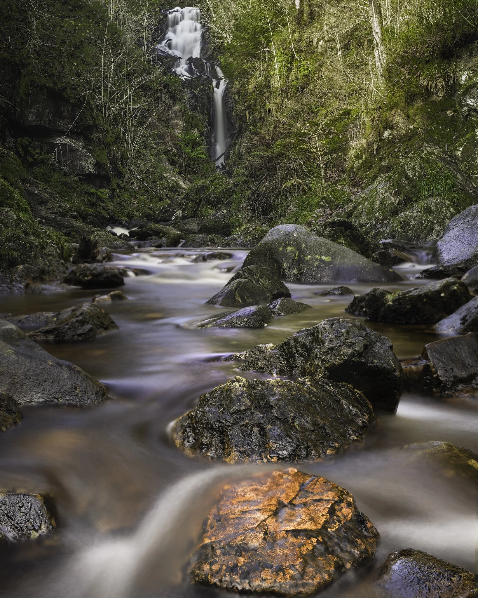 Scotlands Atlantic Rainforest, Little Fawn
