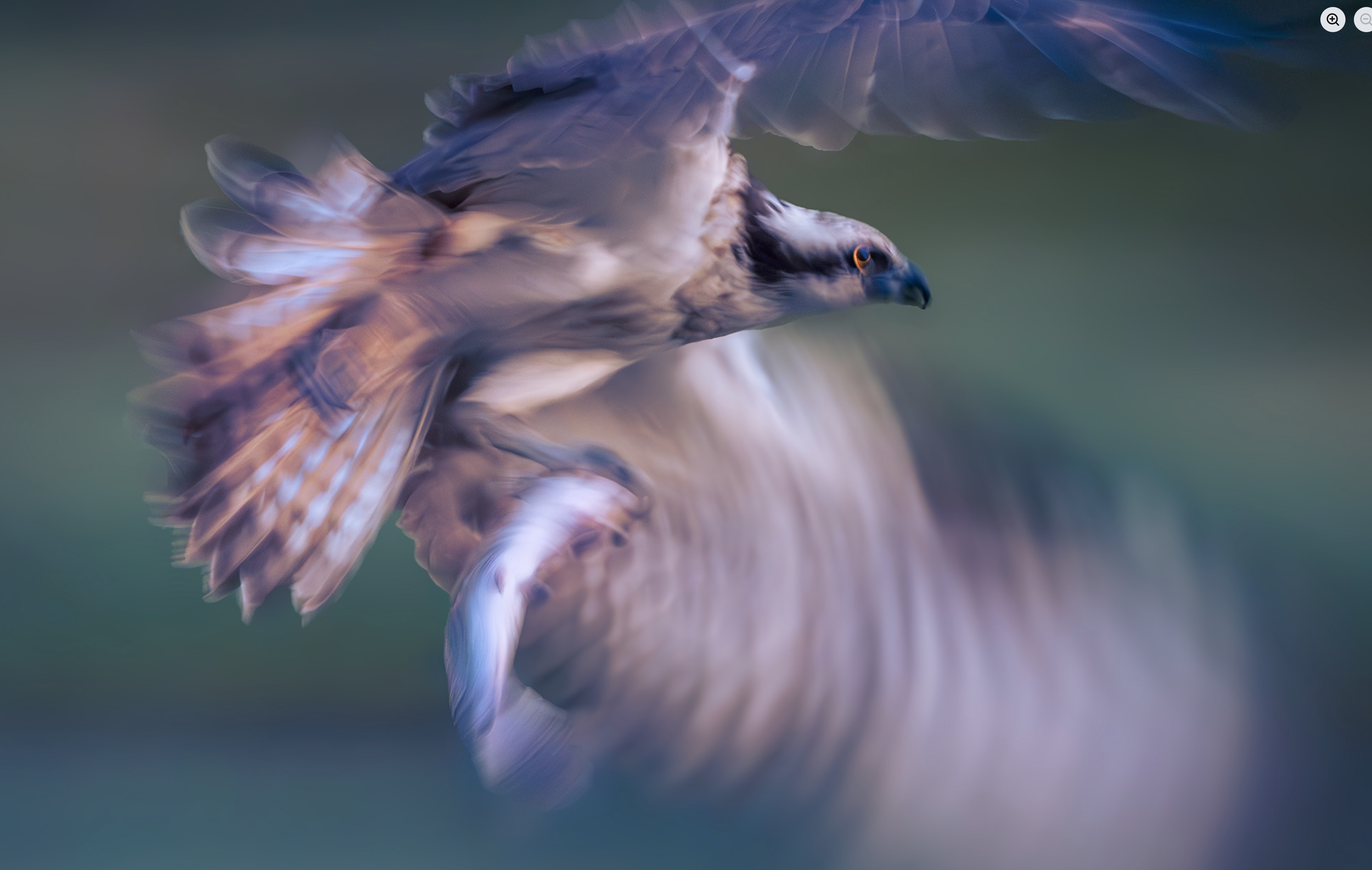 Osprey rises early in the morning