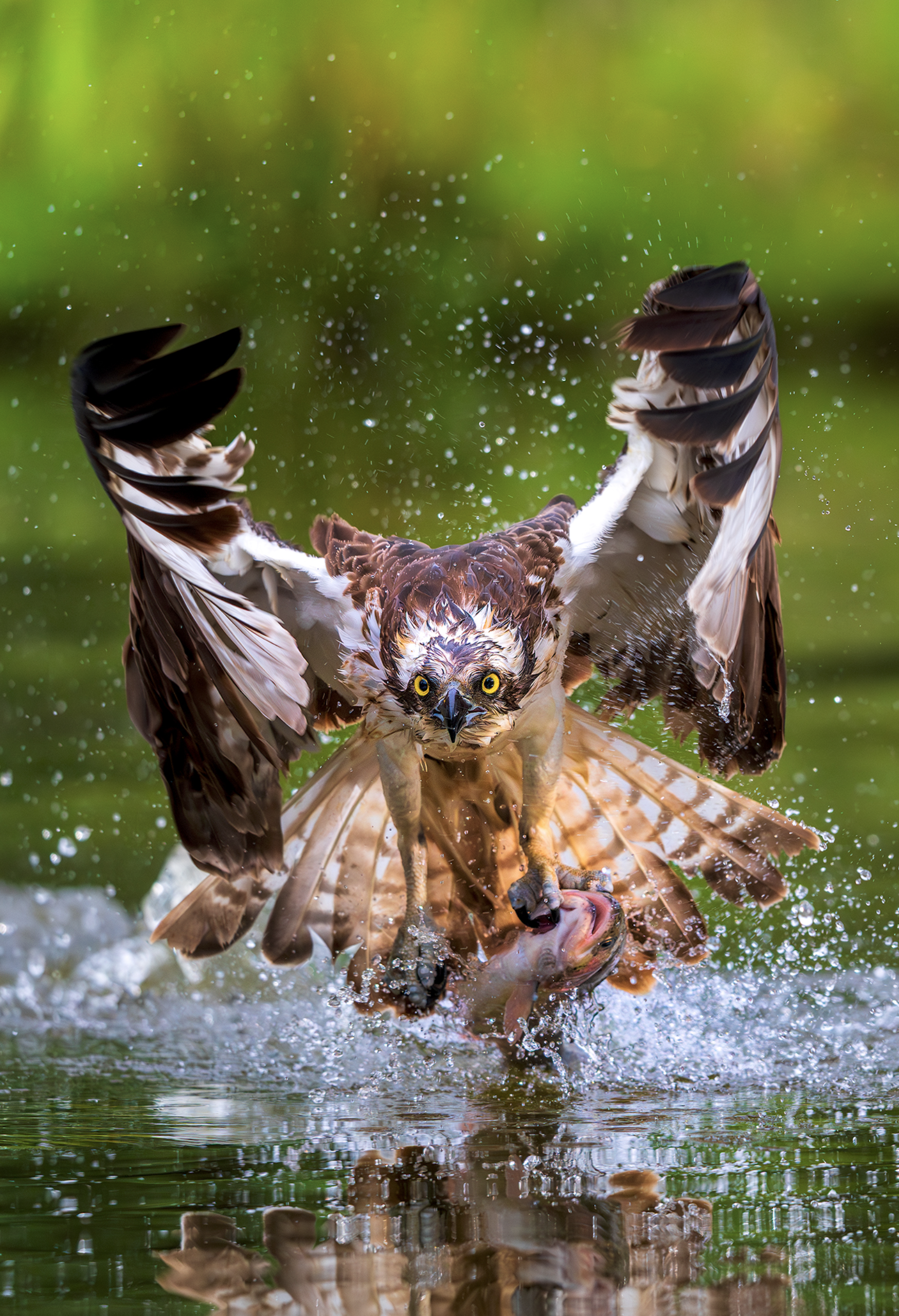 Osprey rises from the water with fish