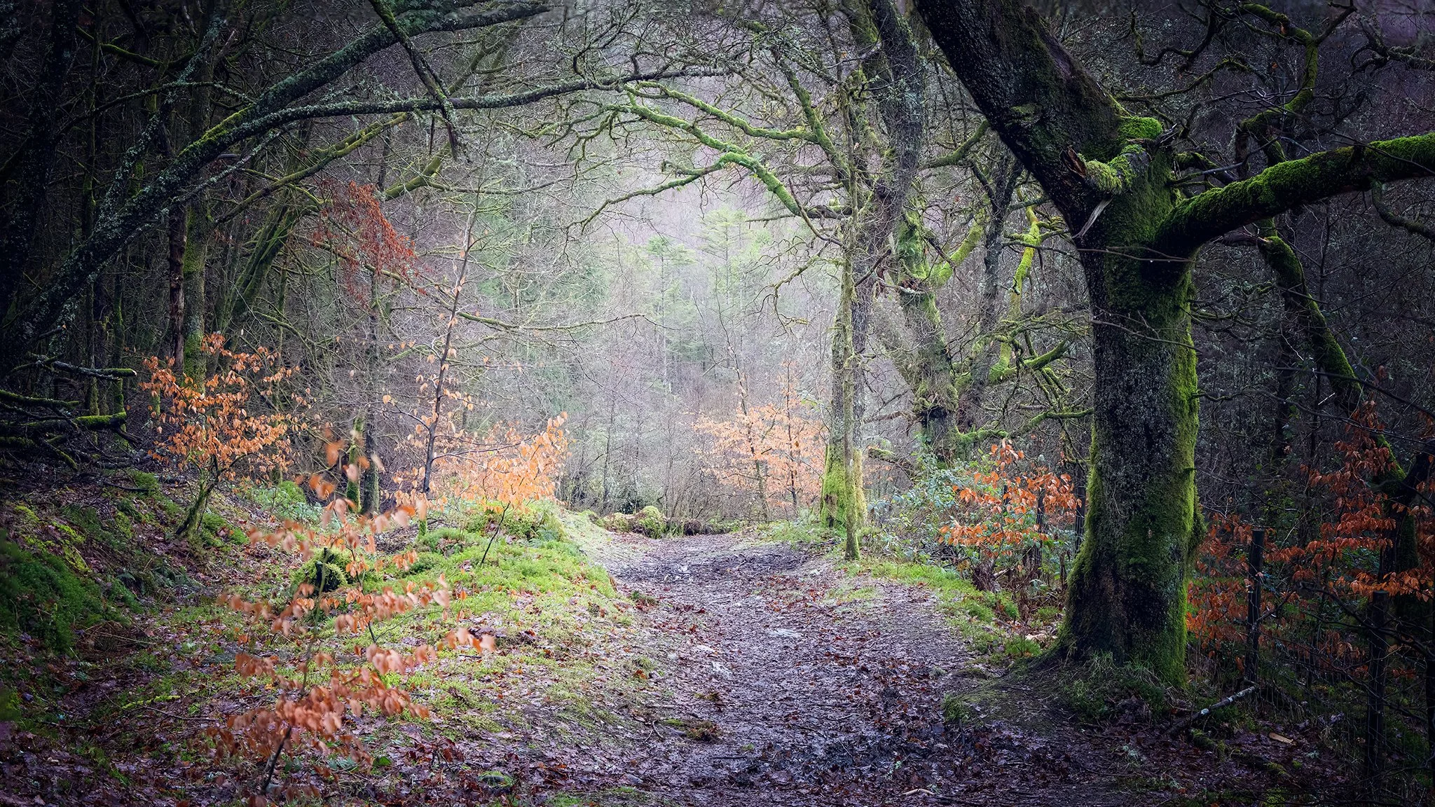 temperate woodland footpath
