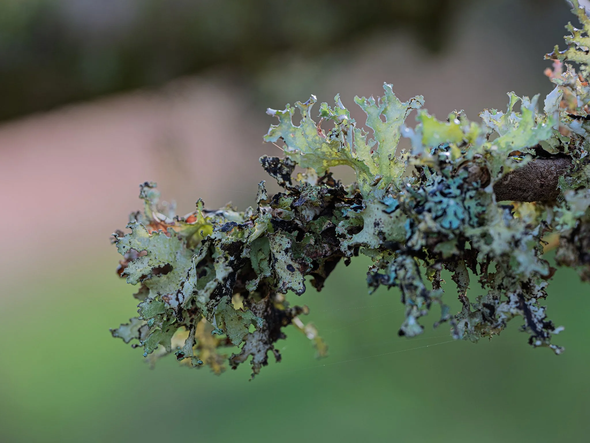 SAR Close-Up Photography