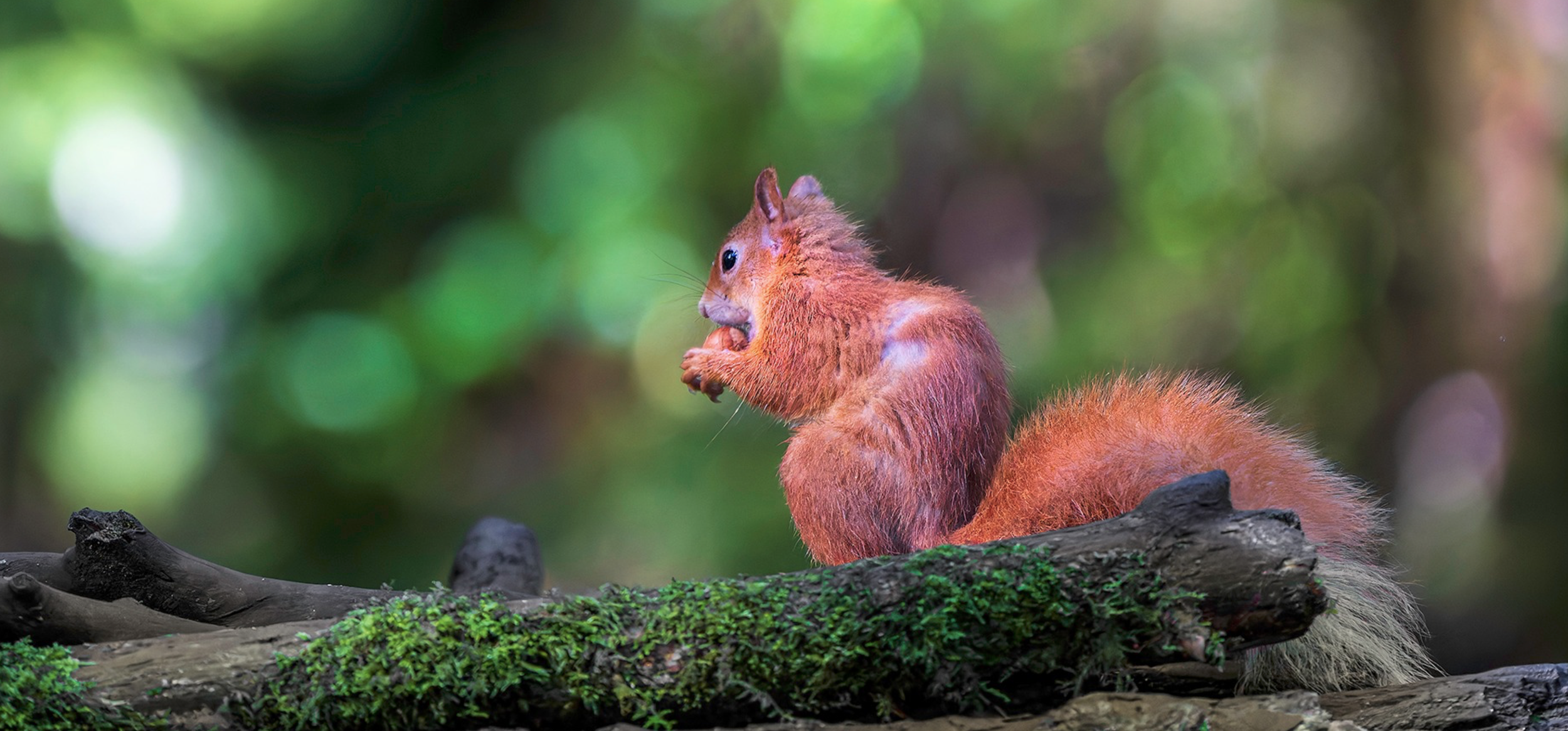 Red Squirrel at Argaty