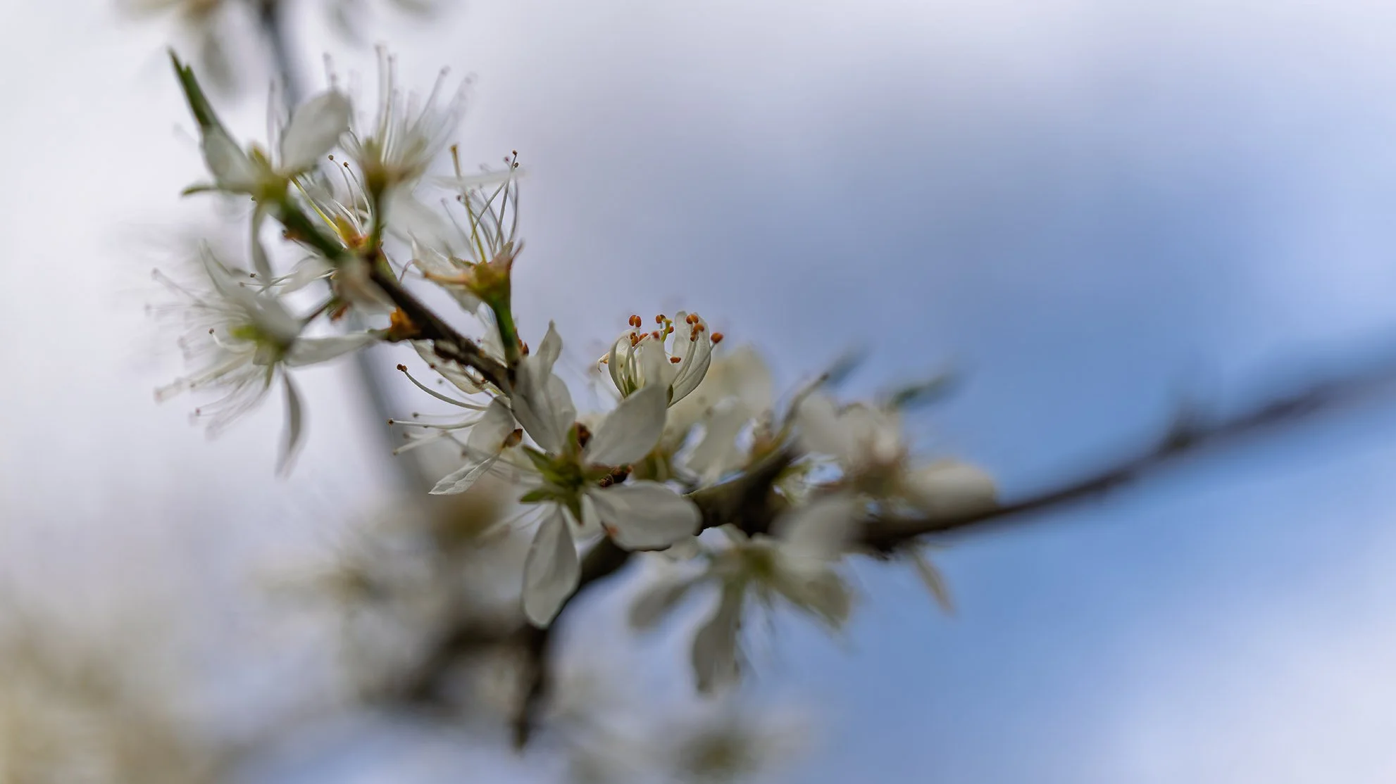 Hawthorn - becomes Sloes for Gin!