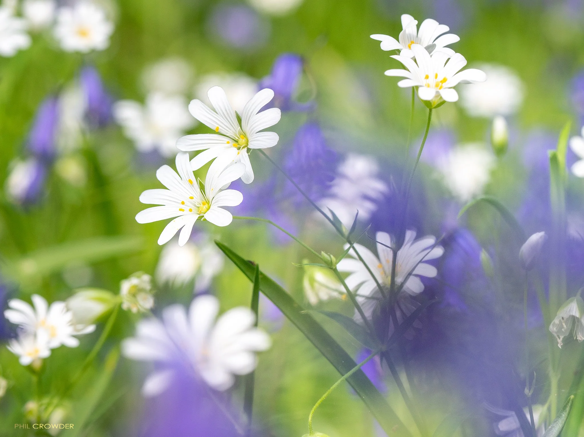 Temperate Rainforest, Bluebells and wood anemone