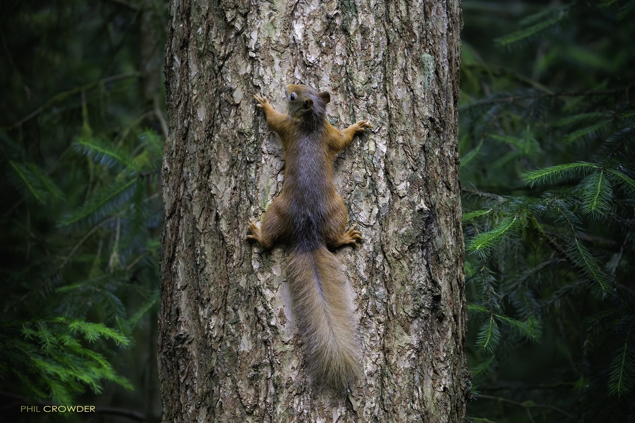 Red Squirrel in the Forest