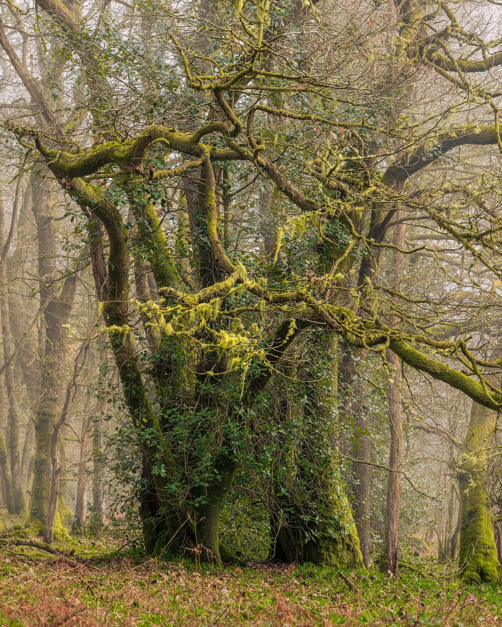 Magnificent Oak Woodlands