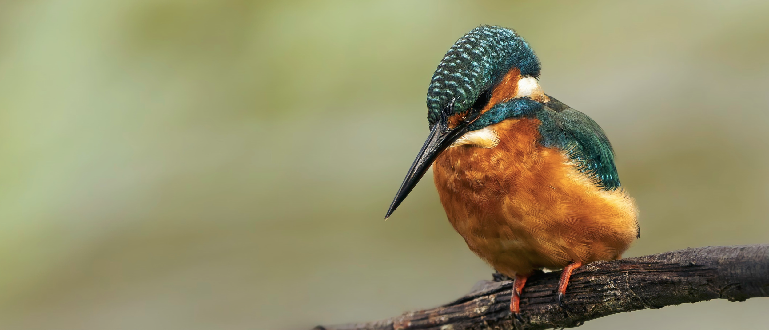 Kingfisher on its favoured perch