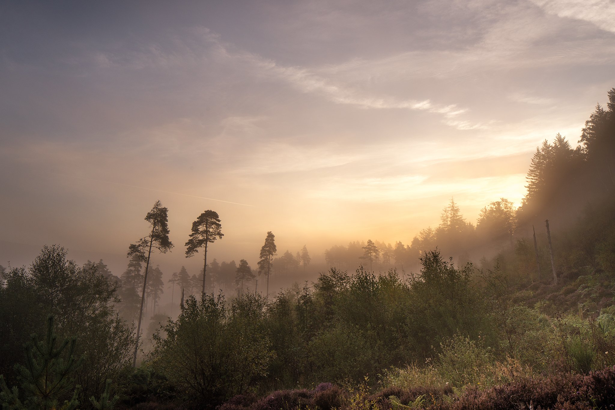 Scottish Atlantic Rainforest - Woodland