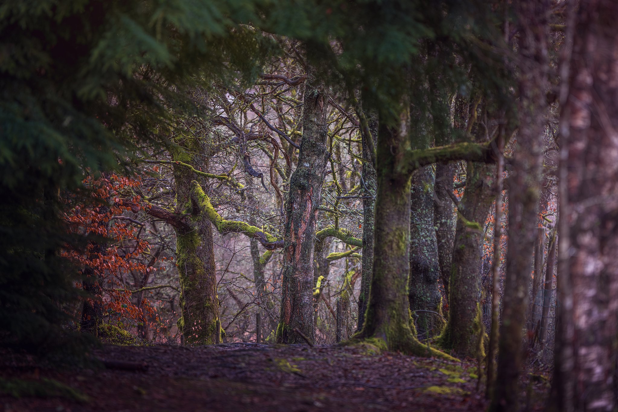 Celtic Temperate rainforest, walk