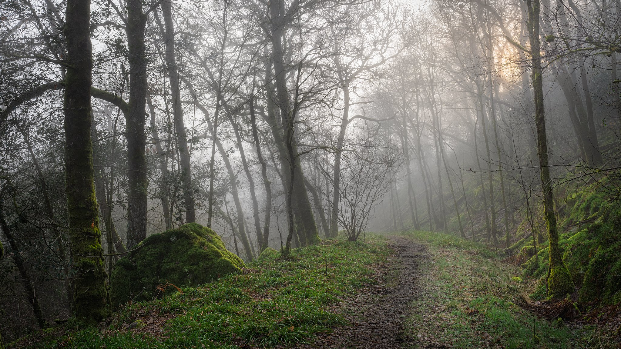 Scottish Atlantic Rainforest -Footpath