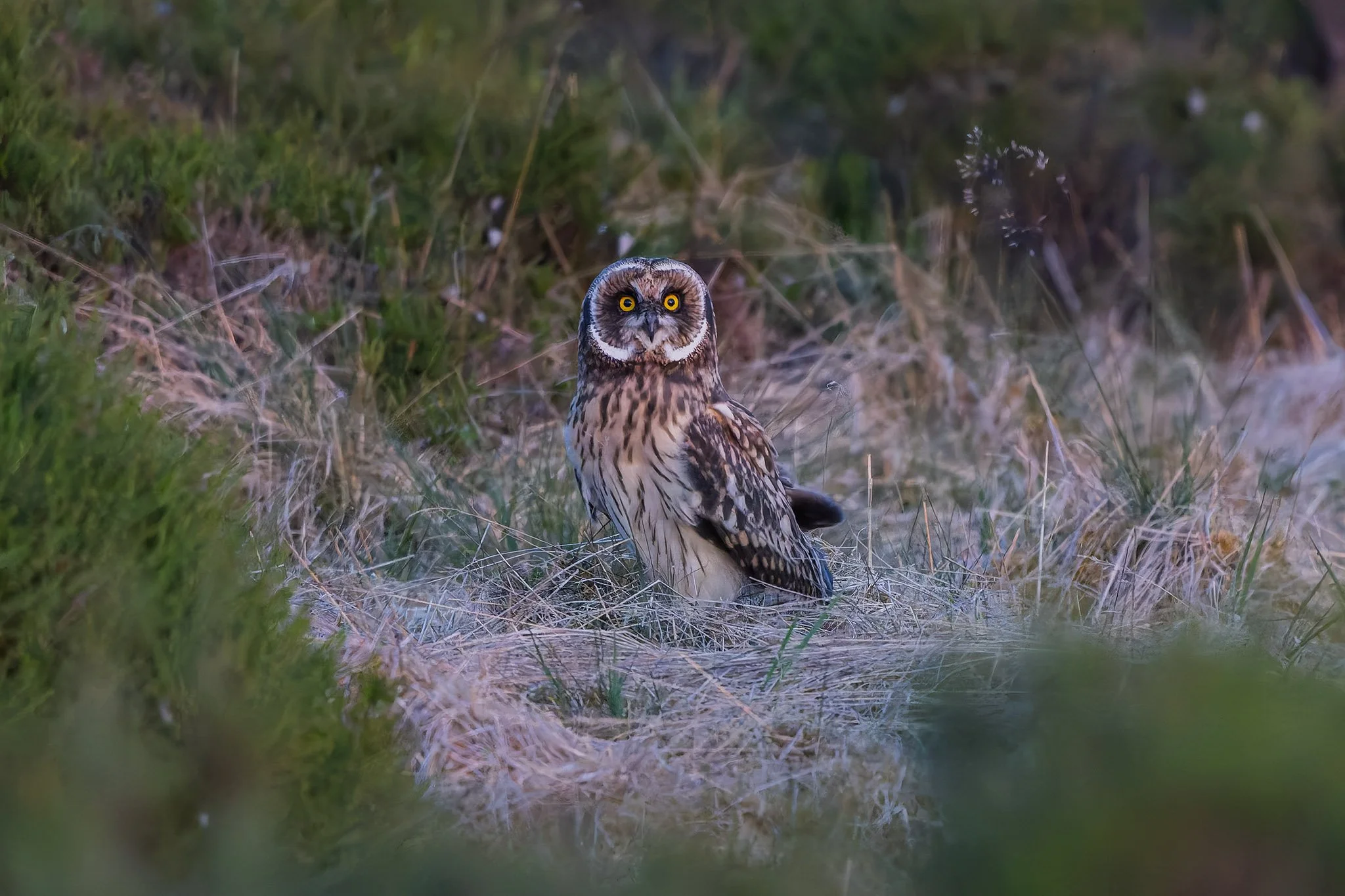 Short Eared Owl - Asio flammeus