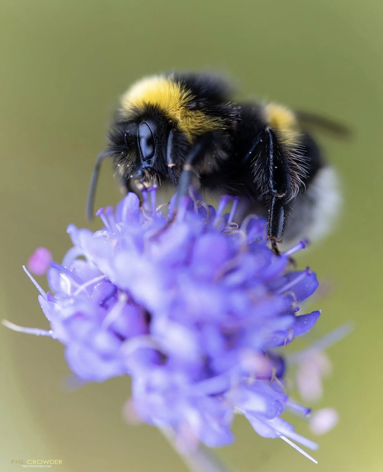 Bee on Flower