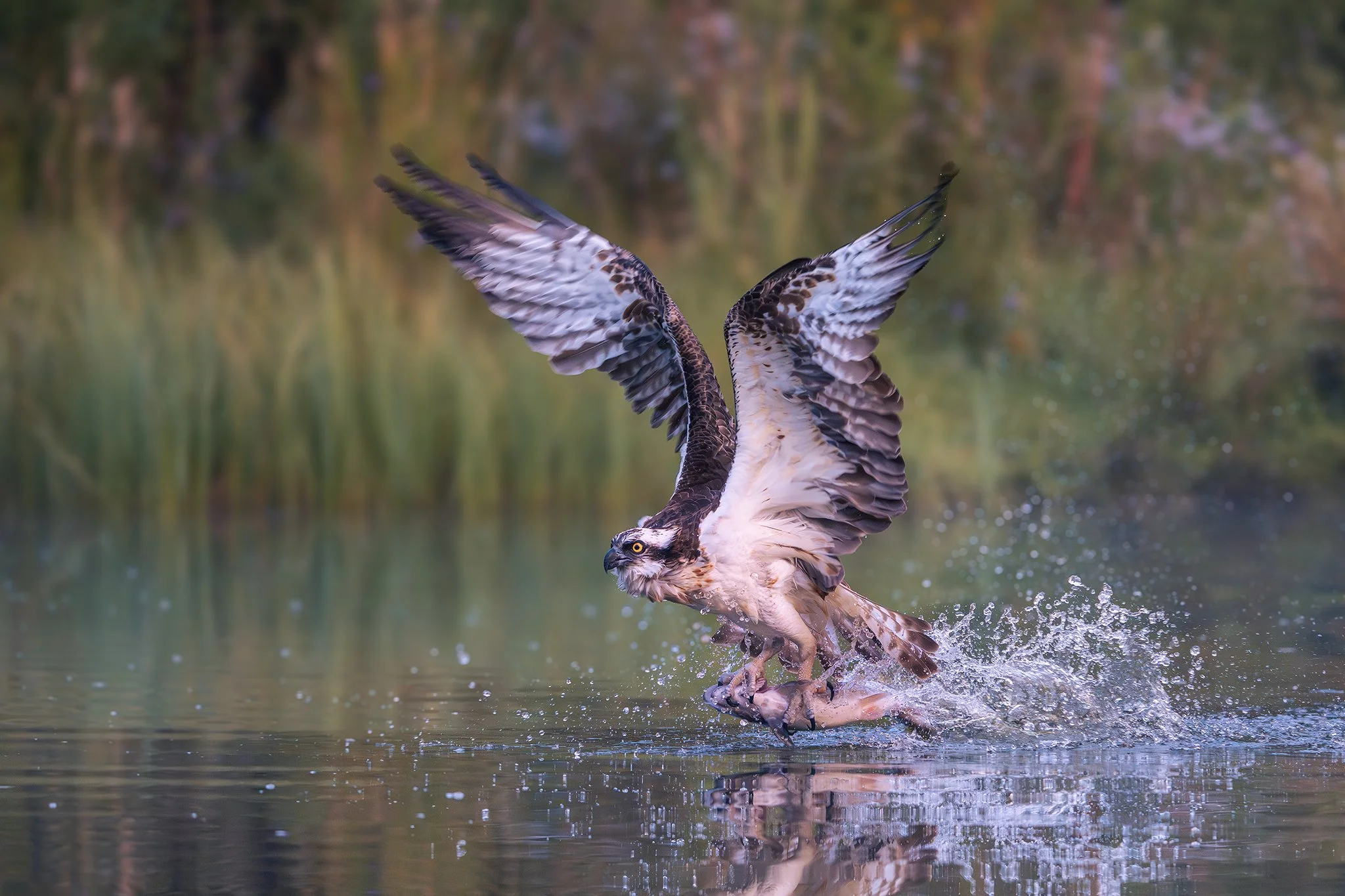 Osprey at Aviemore, amazing!