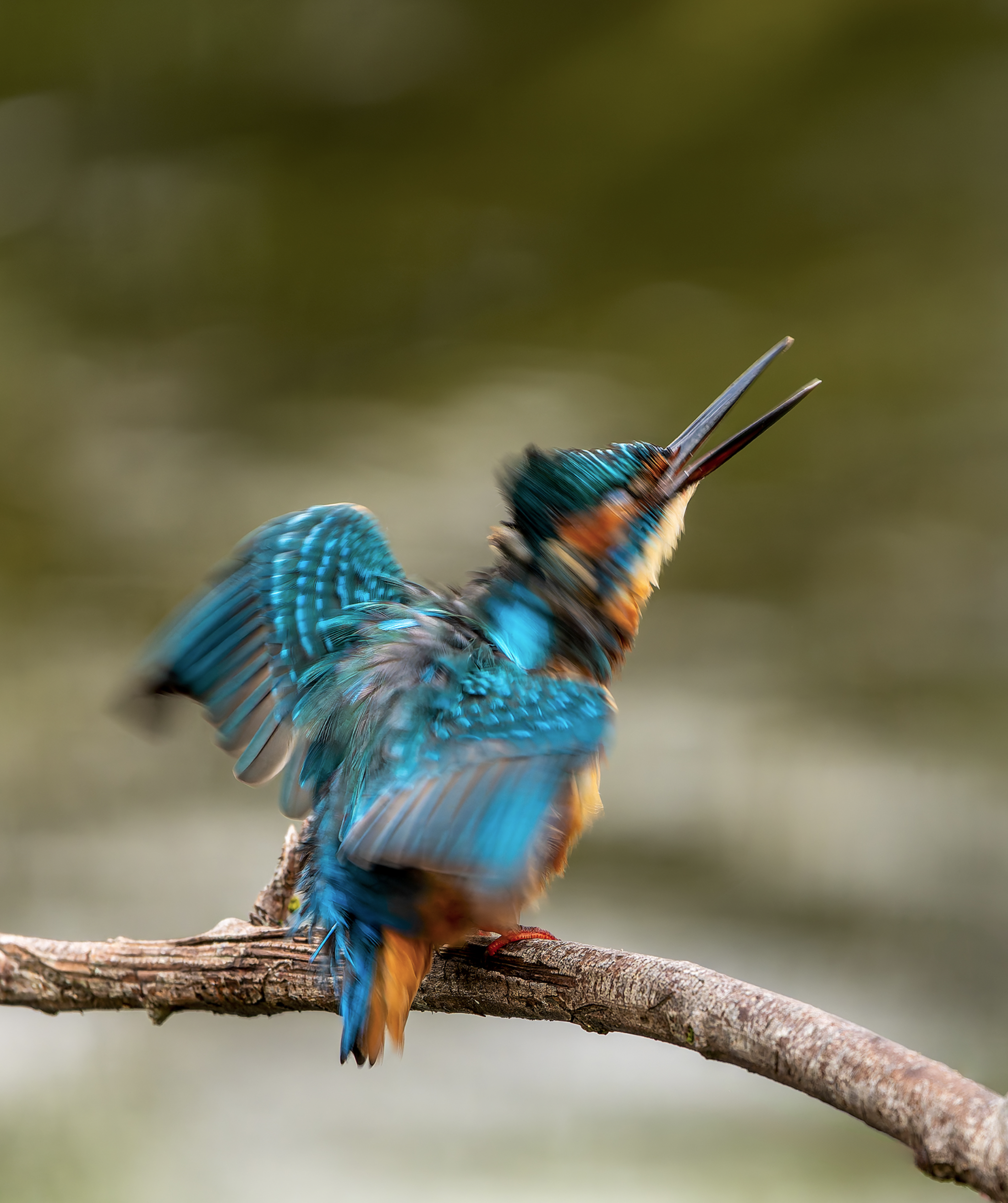 Kingfisher shacking off water after a dive