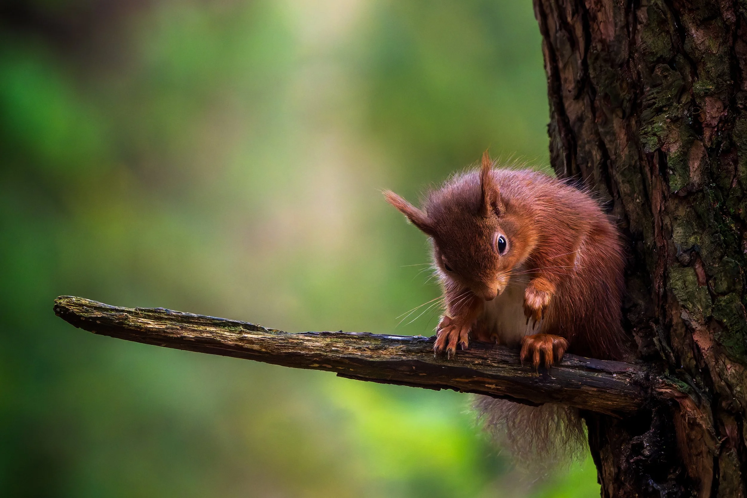 Rainforest inhabitant - Red squirrel