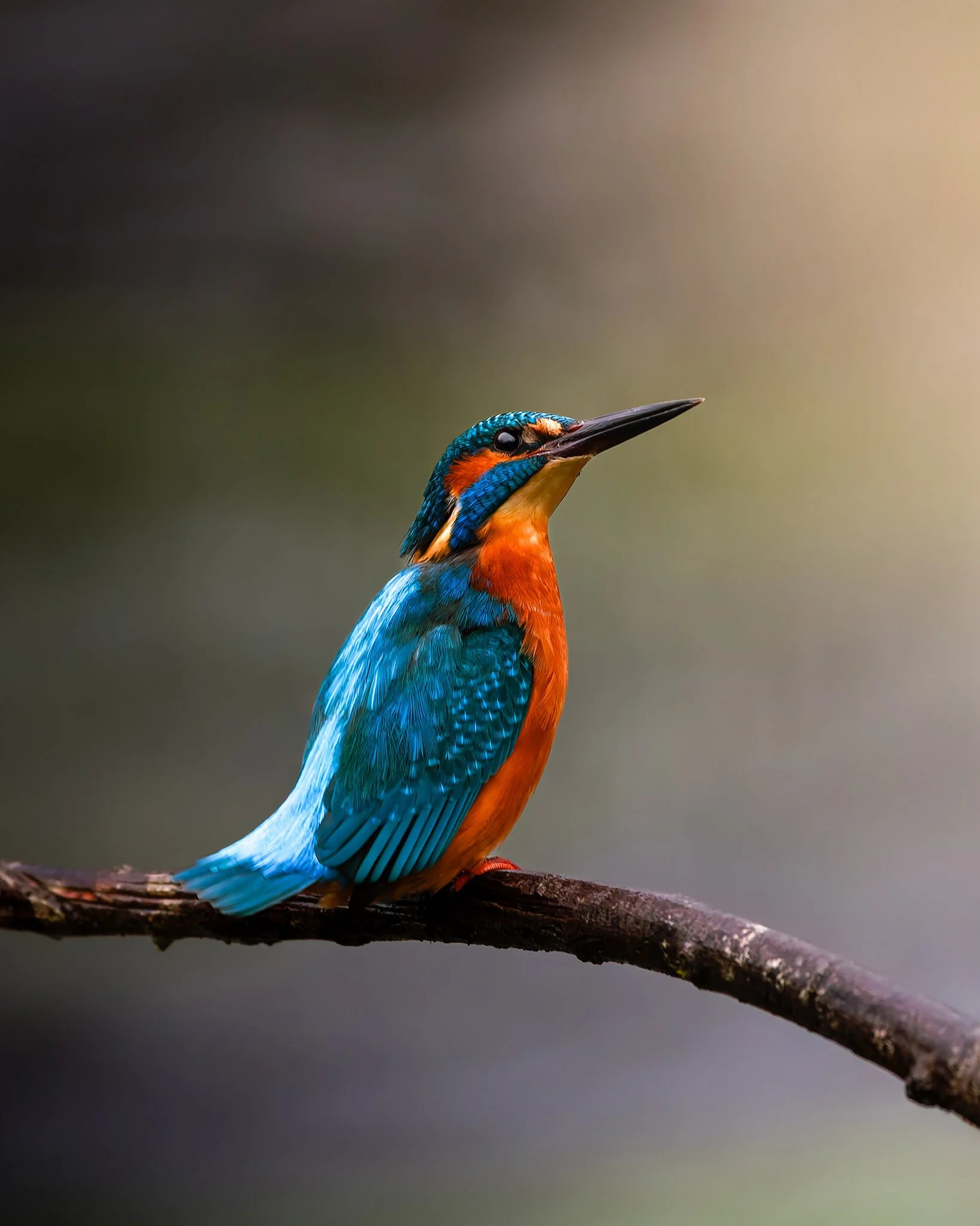 Kingfisher and a flash of Blue