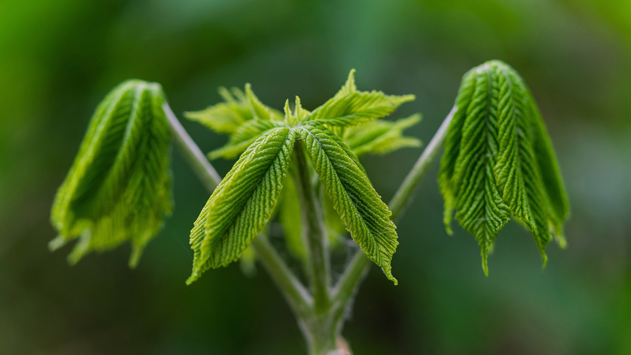 Early Spring Fern - Unfurling