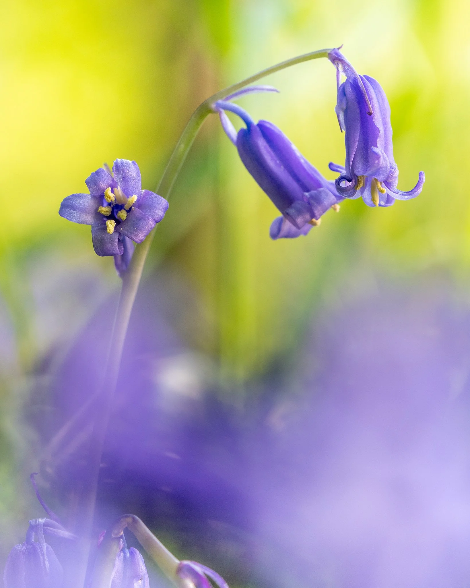 SAR Bluebell, May