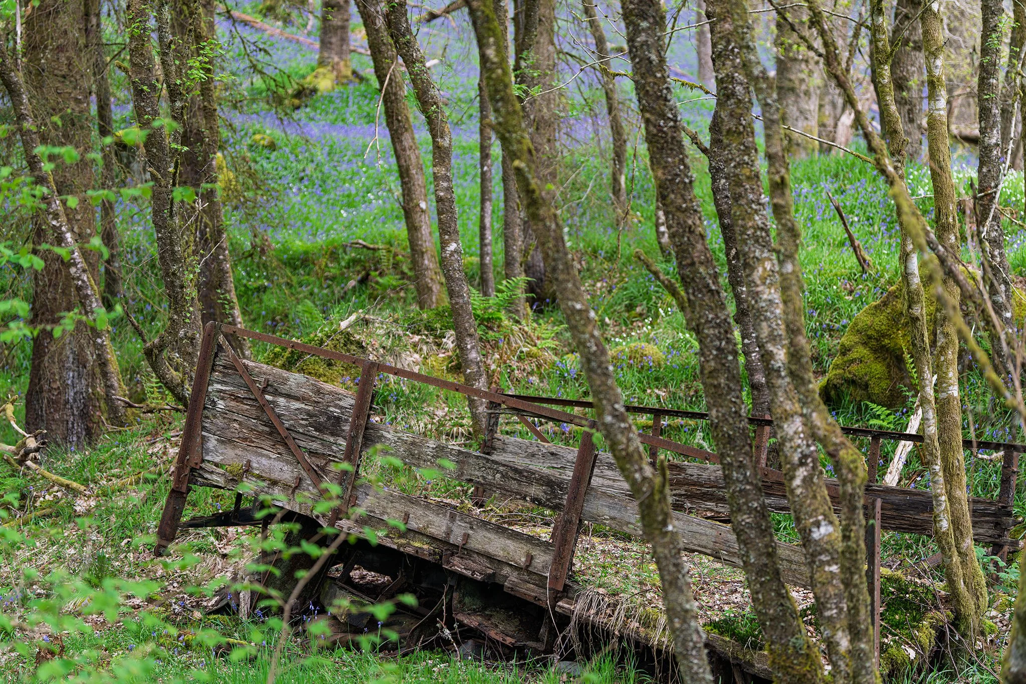 Bluebells and History
